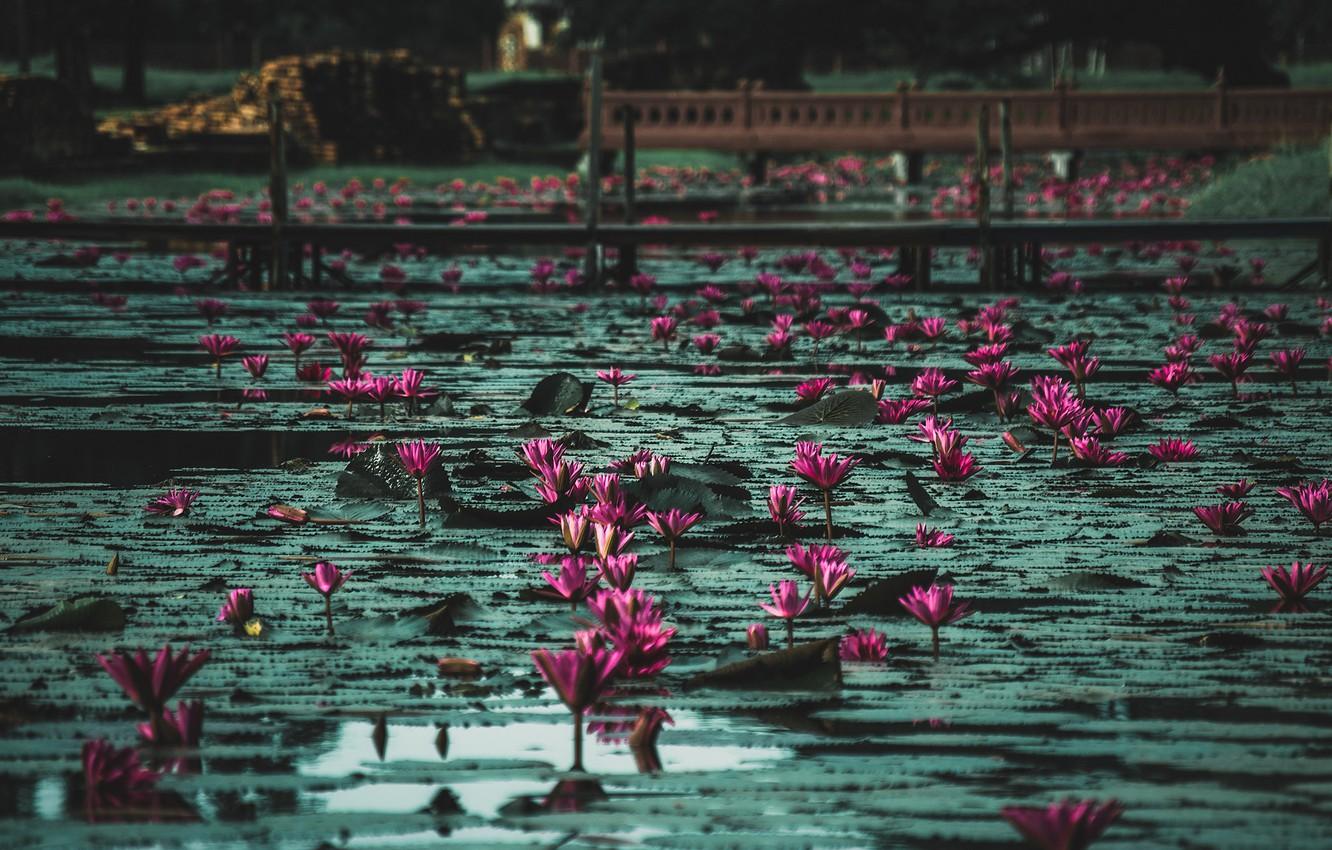 1332x850 Wallpaper water, Lily, Water Lilies image for desktop, section природа