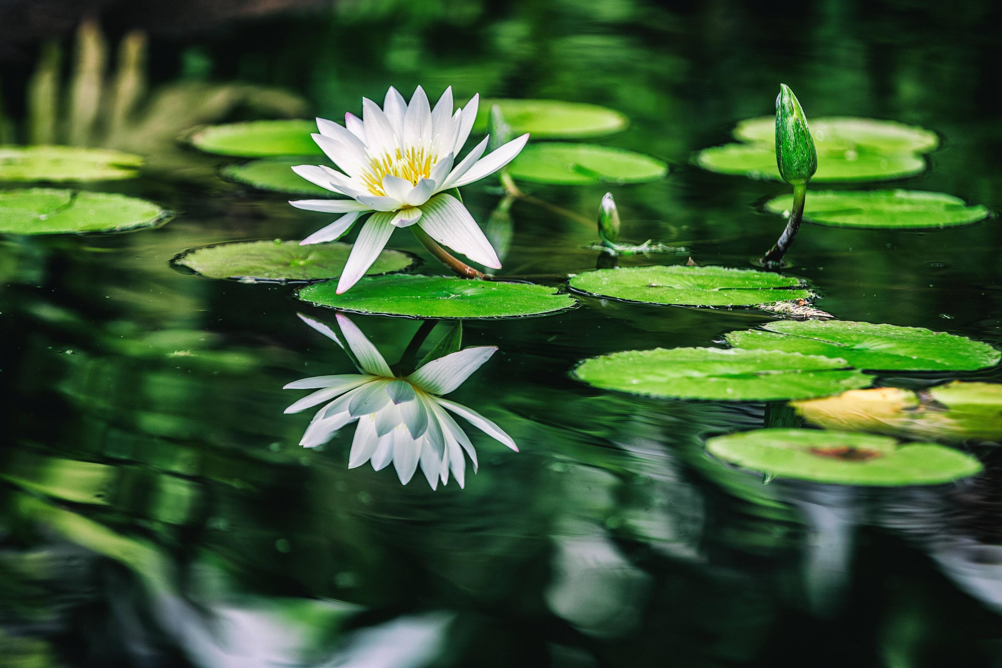 3357x2238 Water Lilies 5k, HD Flowers, 4k Wallpaper, Image, Background, Photo and Picture