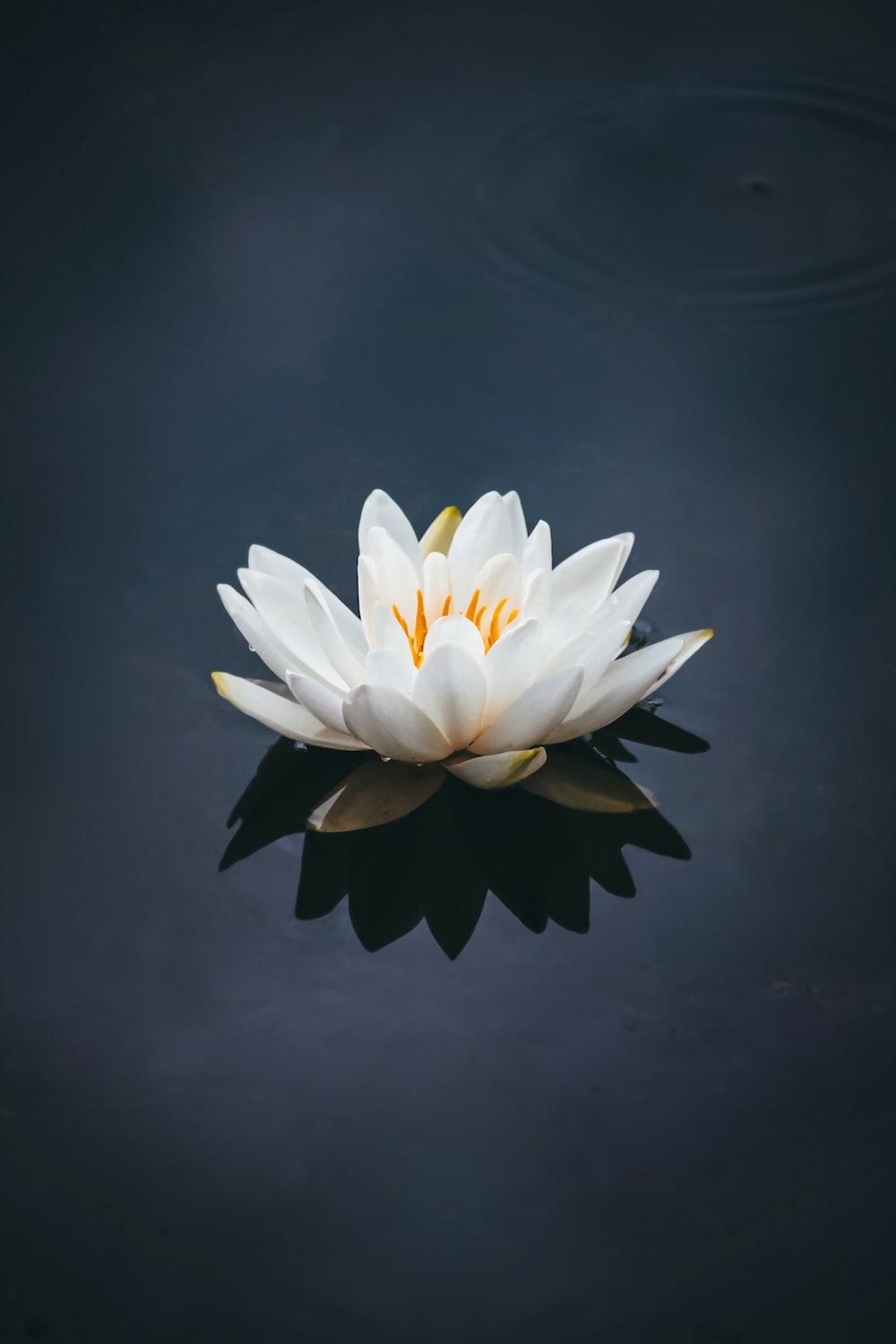 1000x1500 Water Lily Picture. Download Free Image