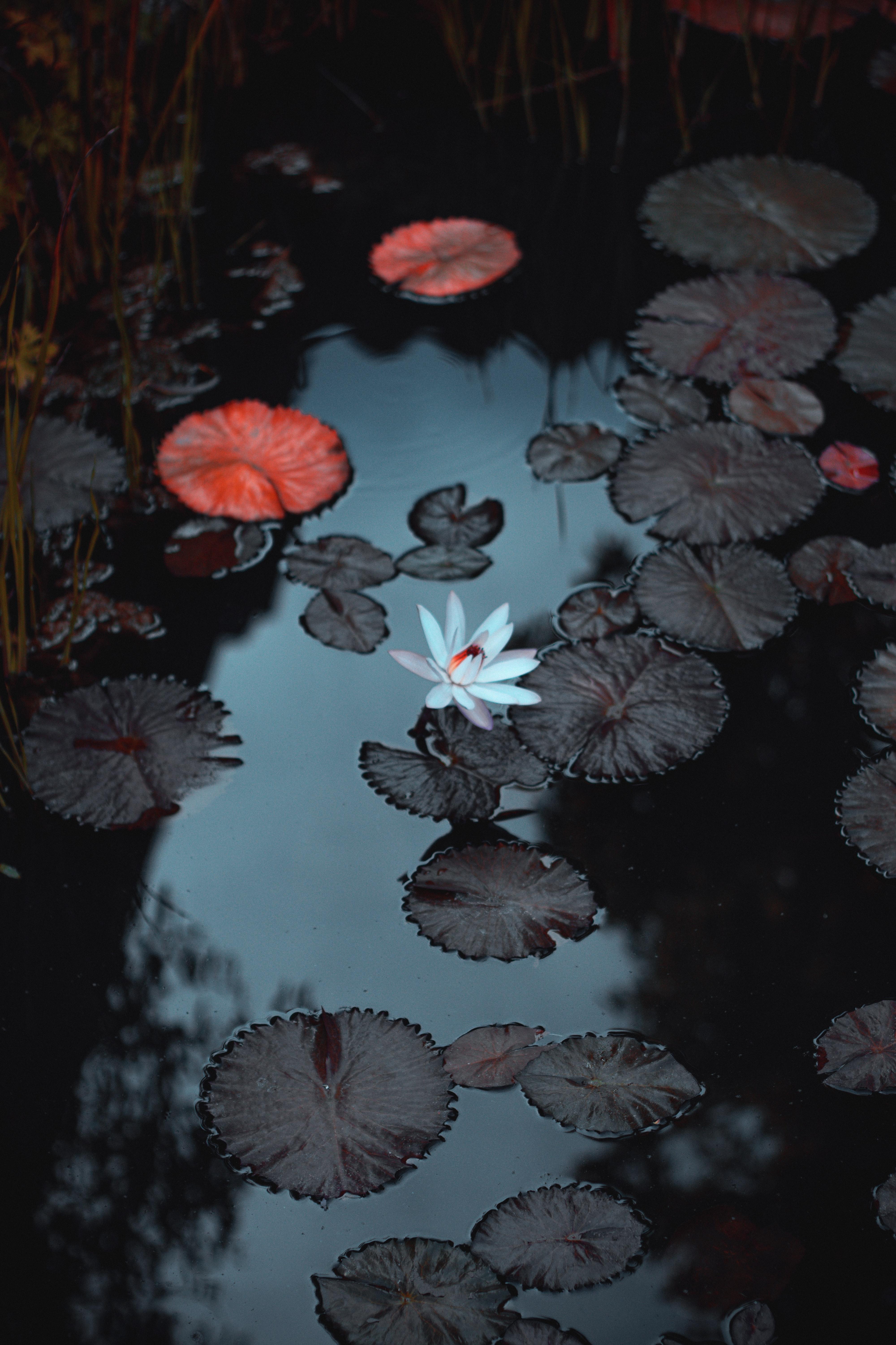 4000x6000 Download Water Lily wallpaper for mobile phone, free Water Lily HD picture