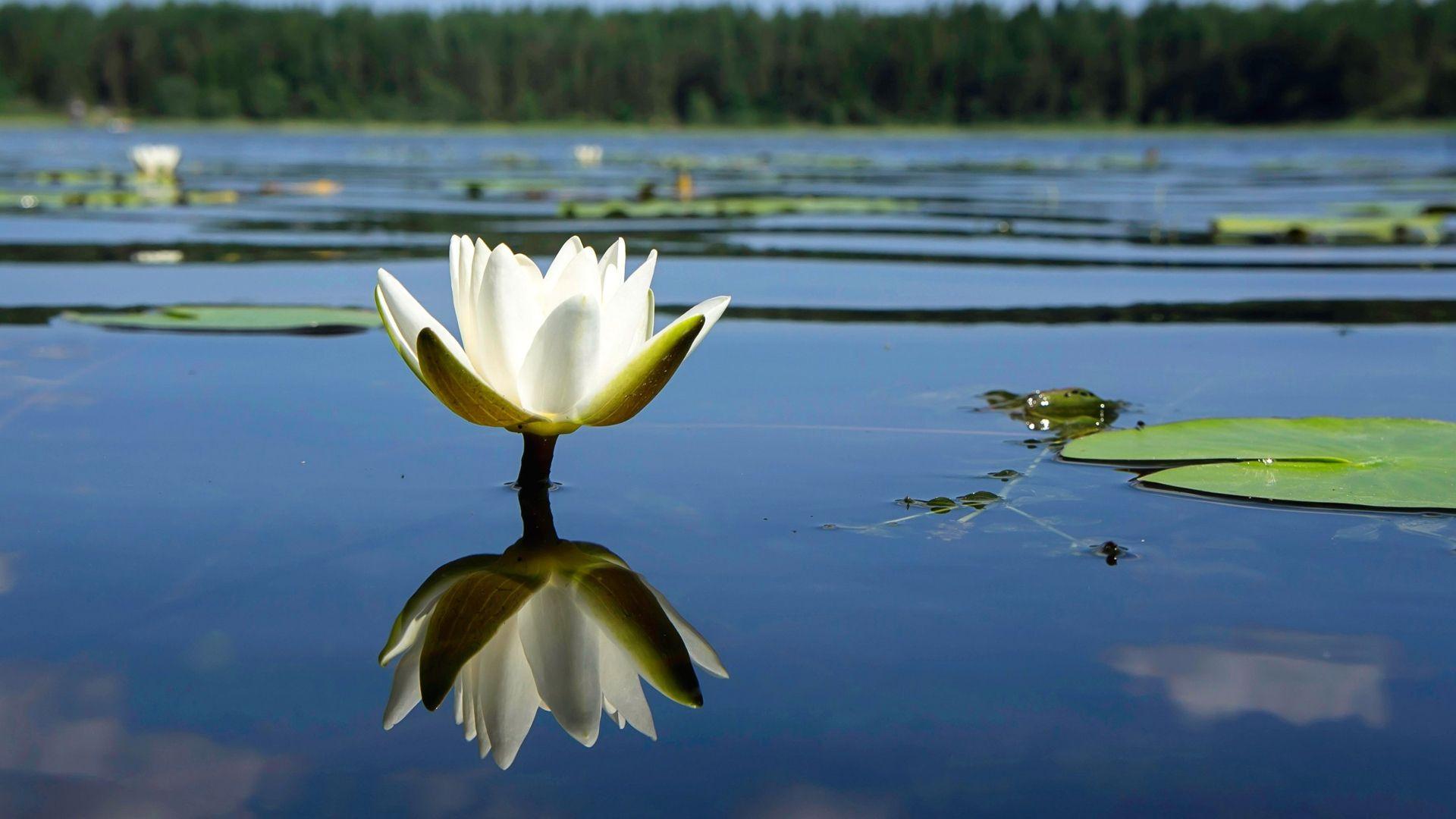 1920x1080 Desktop Wallpaper Water Lily, Flower, Reflections, HD Image, Picture, Background, Mf8ikd