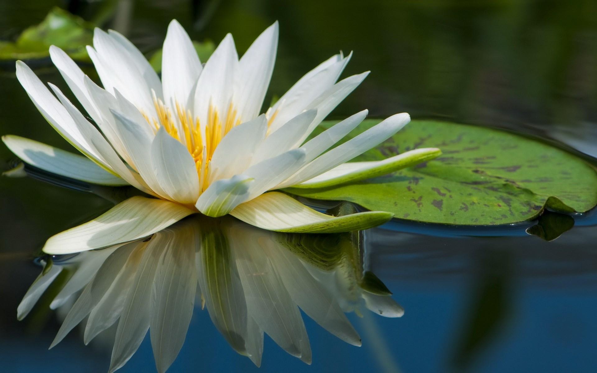 1920x1200 Background High Resolution: water lily Gallery HD Wallpaper