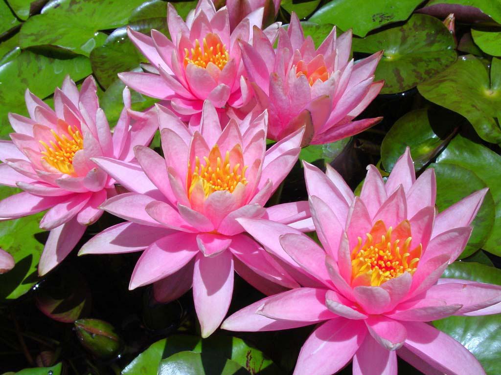 1024x768 colorado water lilies wallpaper