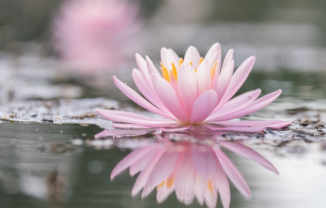 1332x850 Wallpaper pond, reflection, pink, Lily, pond, bokeh, Nymphaeum, water Lily image for desktop, section цветы