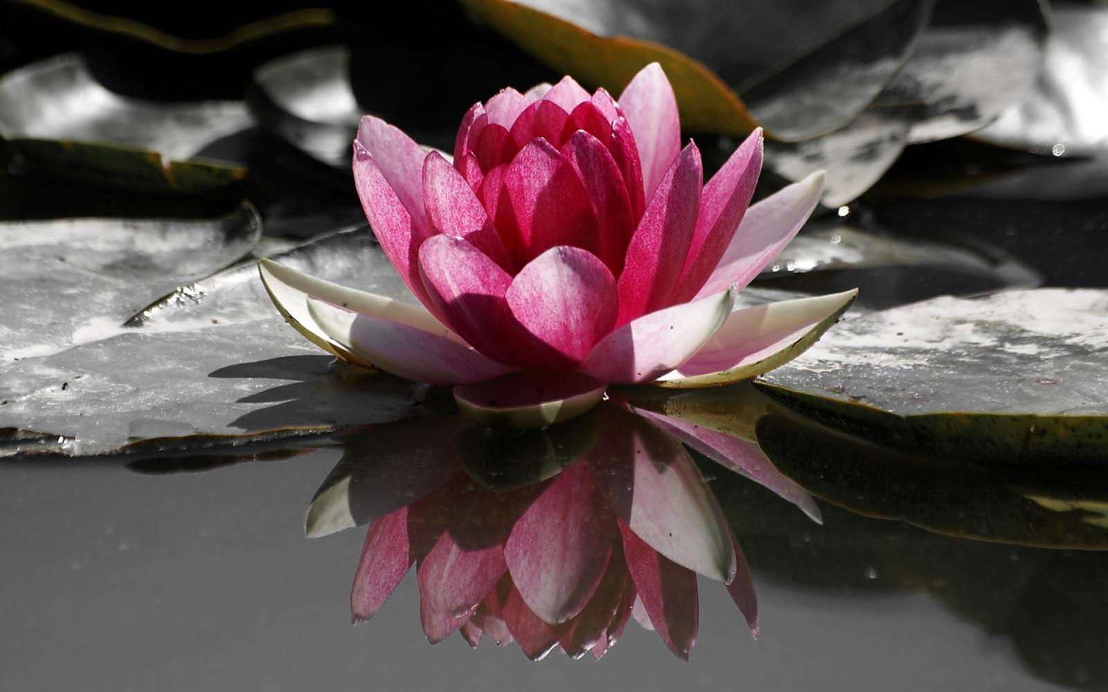1600x1000 Water Lily wallpaper. Water Lily