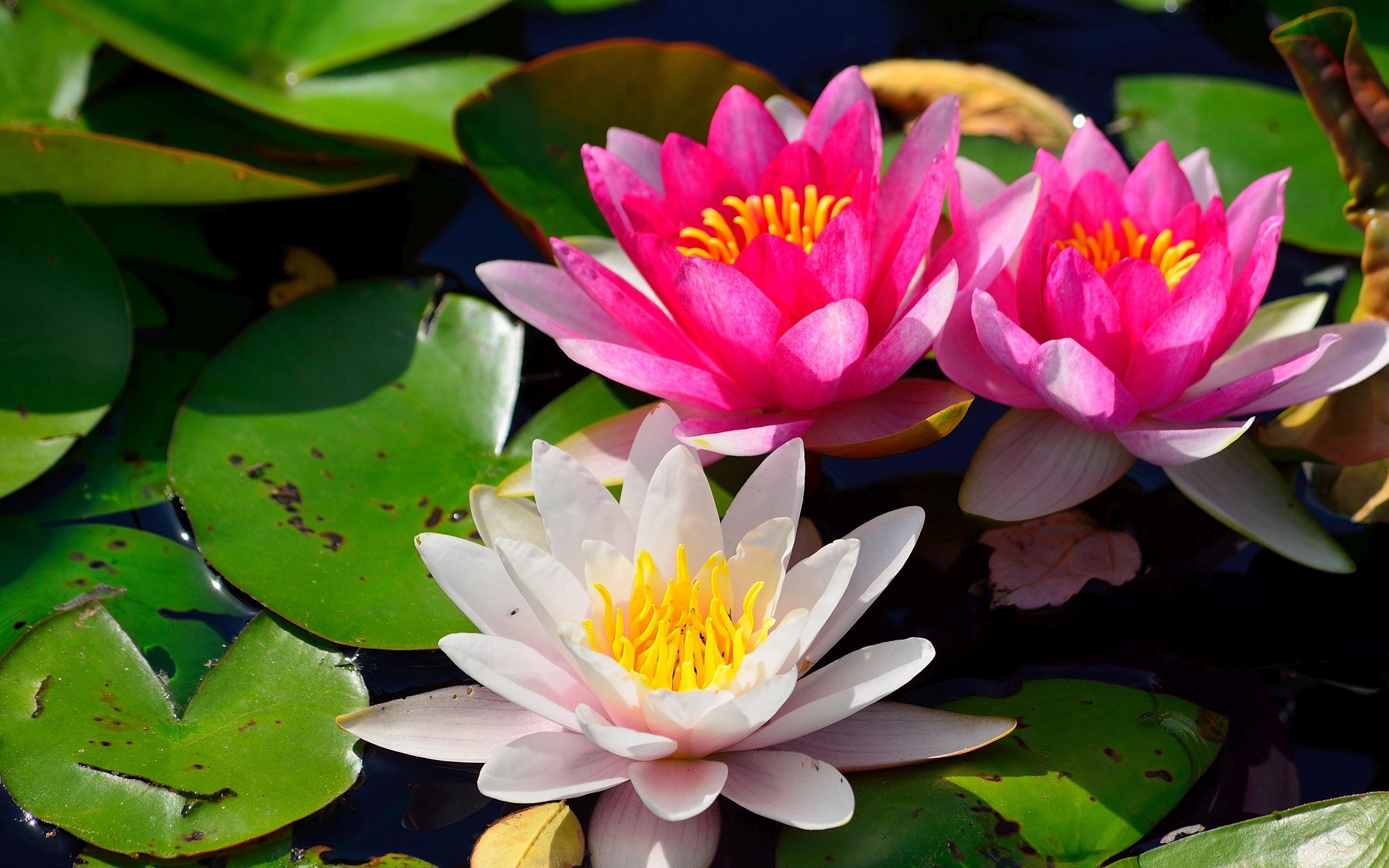 2880x1800 Free download Water lilies wallpaper 23994 [2880x1800] for your Desktop, Mobile & Tablet. Explore Water Lily Wallpaper. Lily Collins Wallpaper, Lily Wallpaper, Stargazer Lily Wallpaper