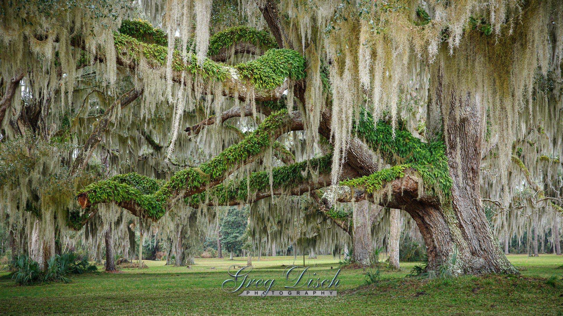 1920x1080 Live Oak Draped with Spanish Moss May 2020 Free Wallpaper