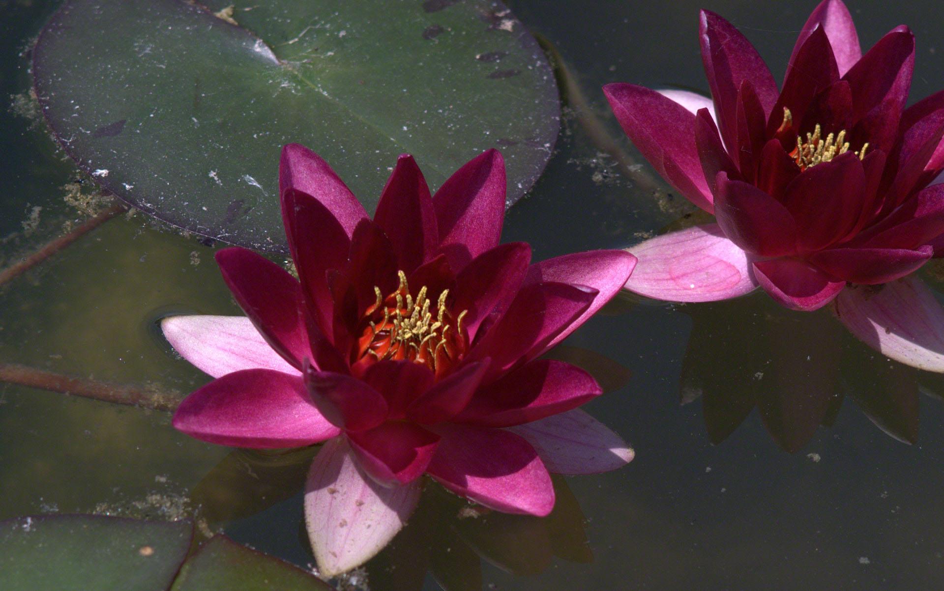 1920x1203 dark pink Water lilies wallpaper