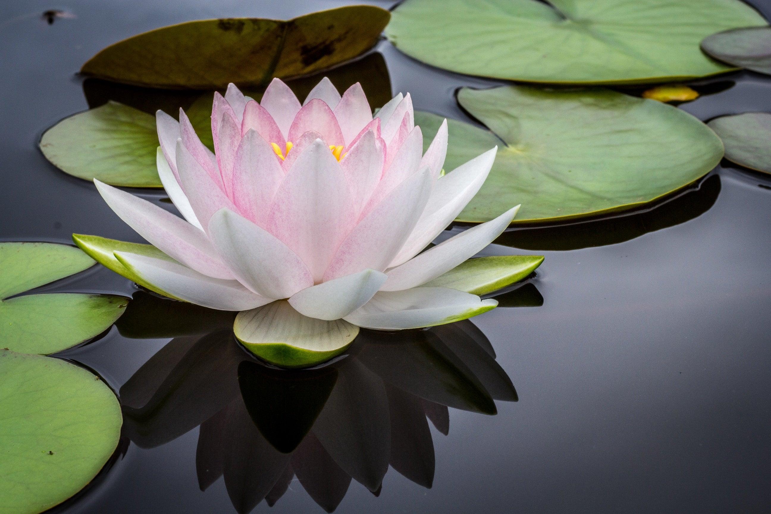 2592x1728 Water Lily HD wallpaper