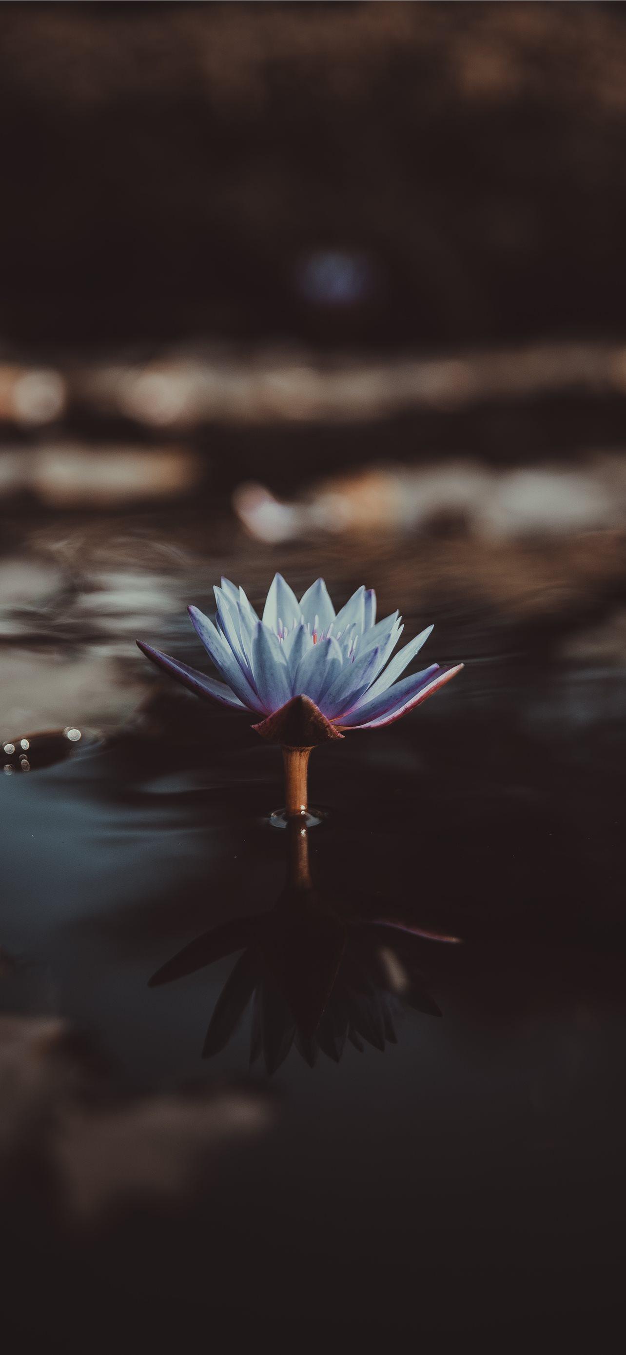 1284x2778 Best Water lily iPhone HD Wallpaper
