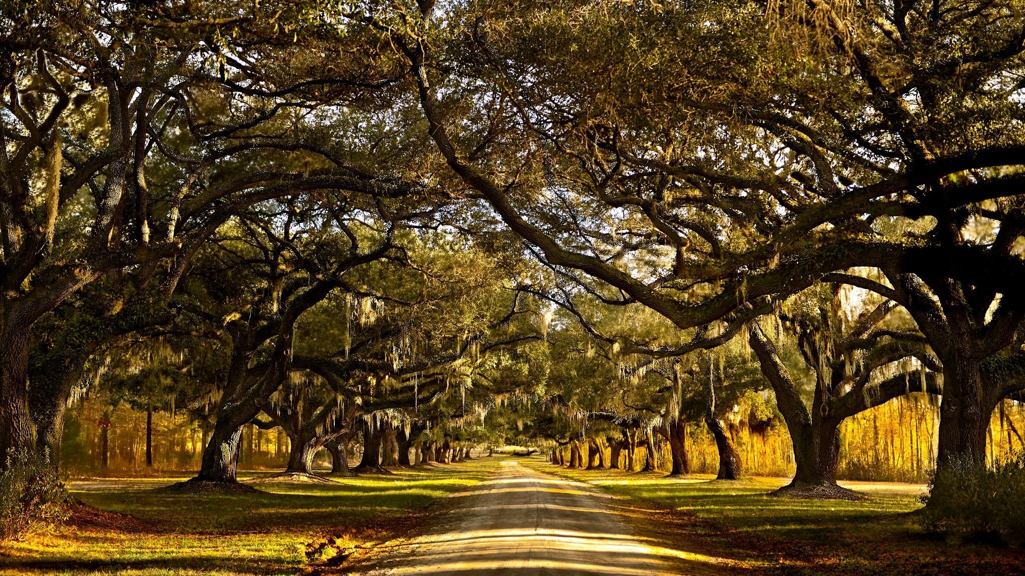 2048x1152 trees, USA, road, Spanish Moss, South Carolina, Brays Island, North America Gallery HD Wallpaper