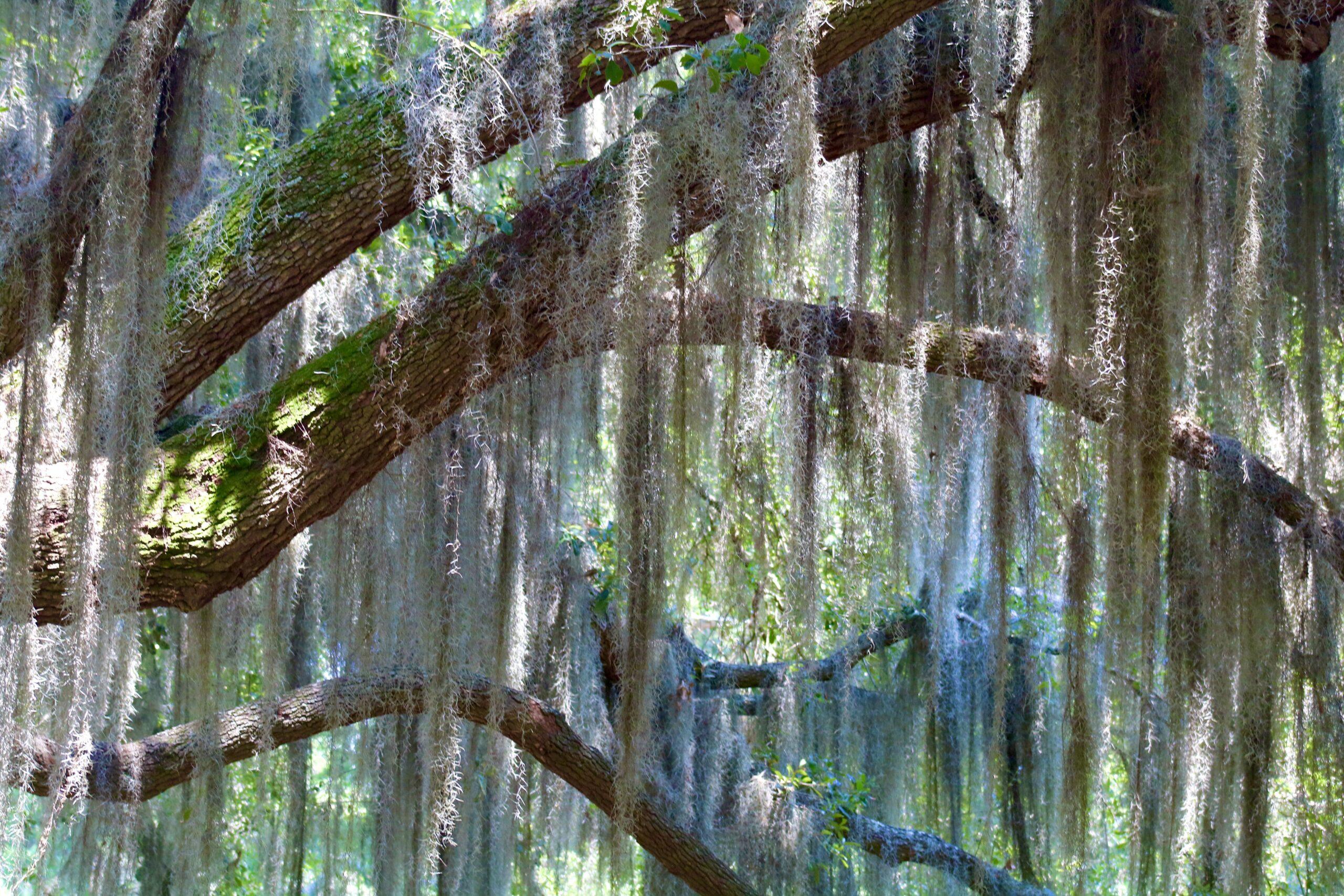 2560x1707 photo that show Beaufort is a Spanish moss lover's paradise