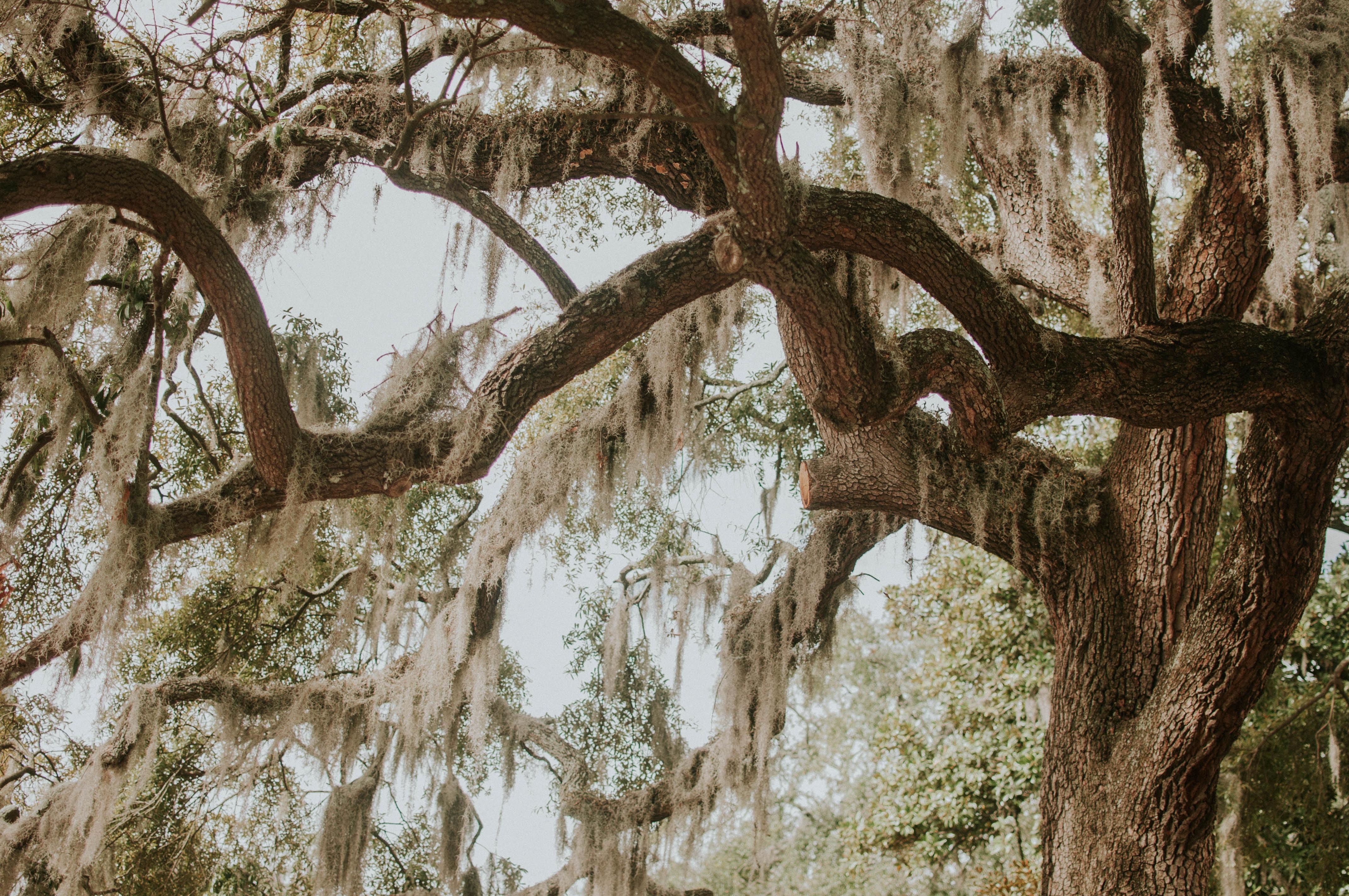 4288x2848 4288x2848 Creative Commons image, savannah georgia, savannah, spanish moss, georgia, branch, foliage, forest, moss, tree Gallery HD Wallpaper