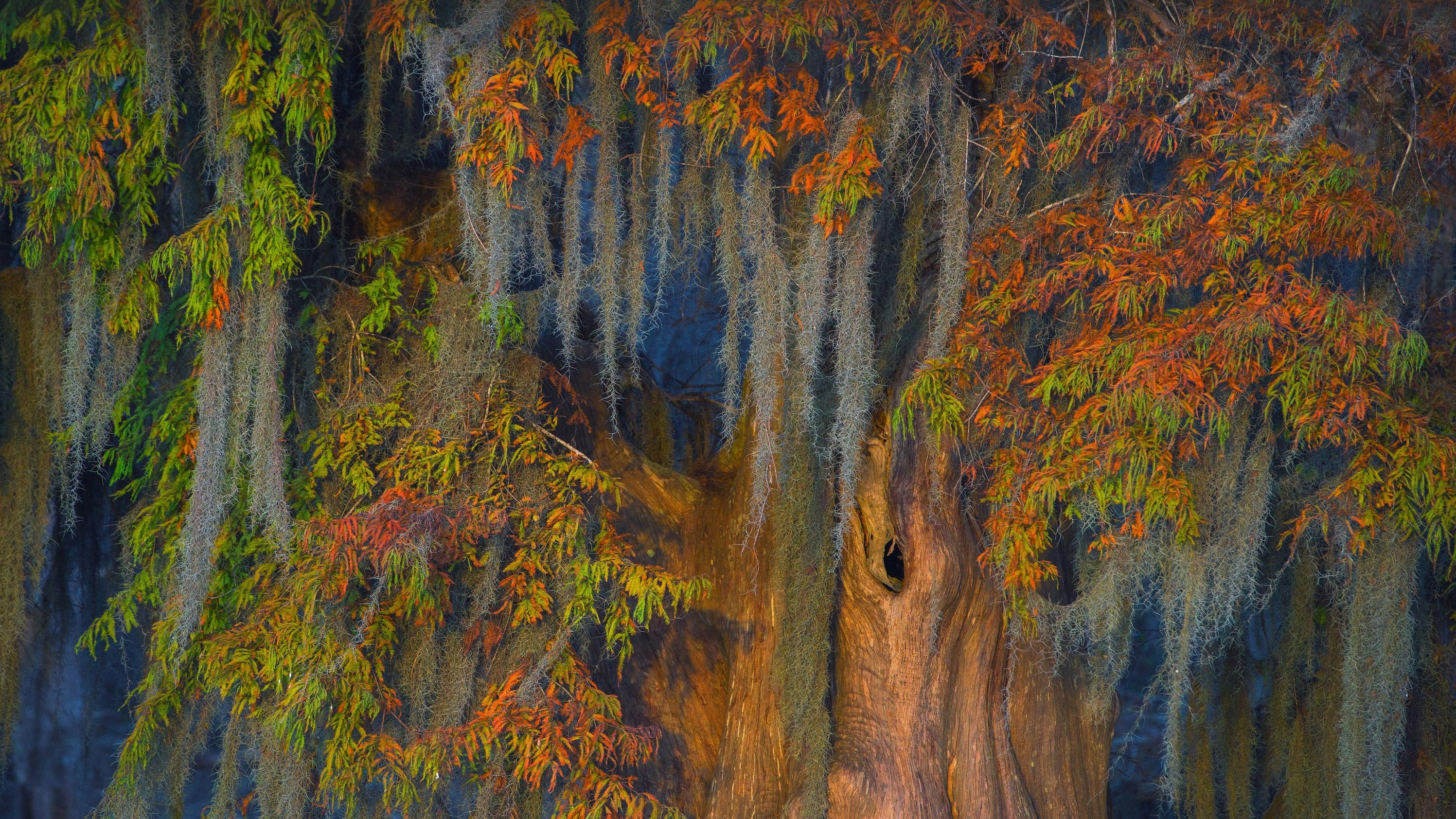 2994x1684 Spanish Moss HD Wallpaper and Background