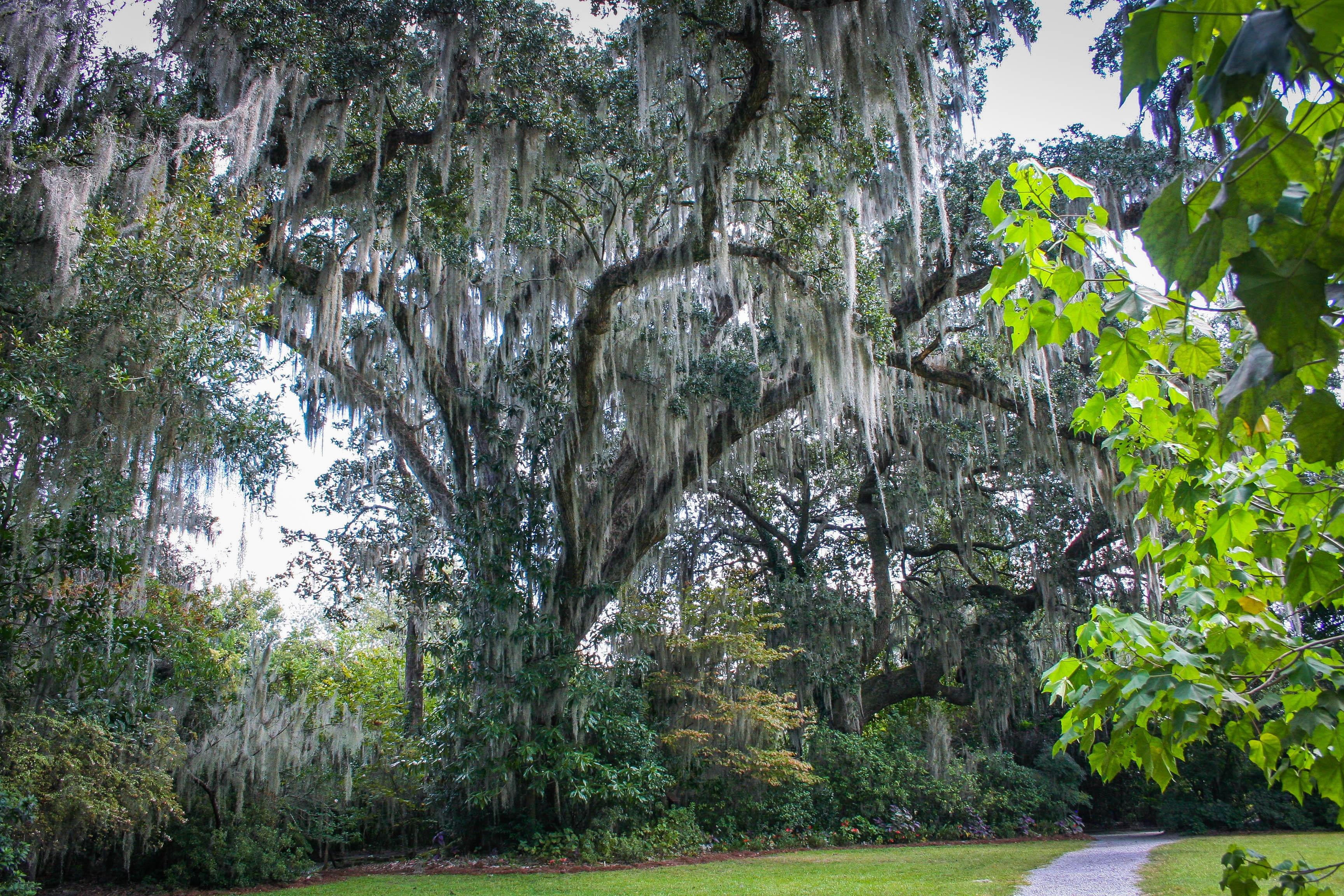 3456x2304 Wallpaper / spanish moss, plant, trees, 2K, tranquility, forest, s, outdoors, trunk, scenics, growth, garden, nature, eye, man, view, tree trunk, green color free download