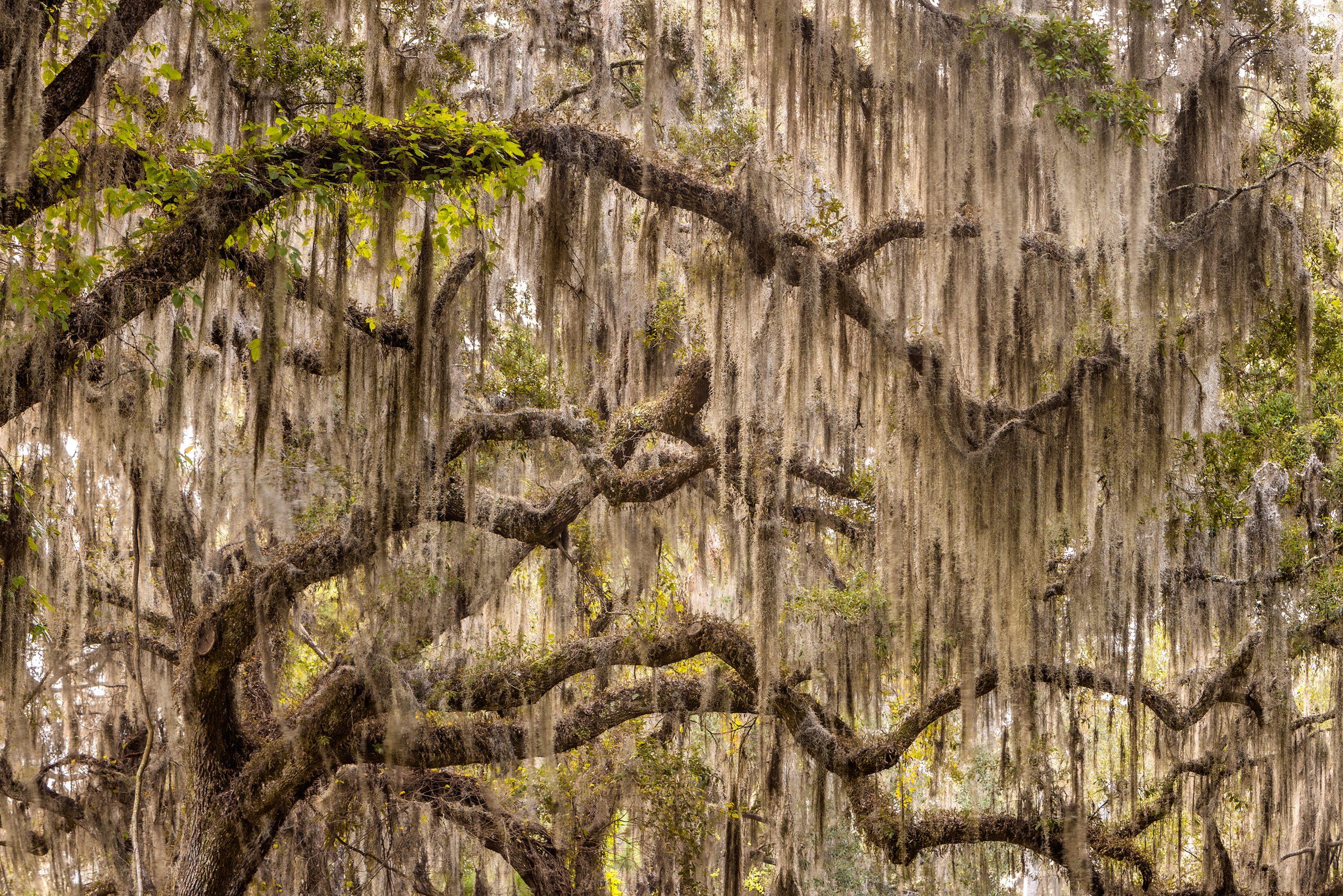 2560x1708 Spanish Moss Metropolitan Magazine