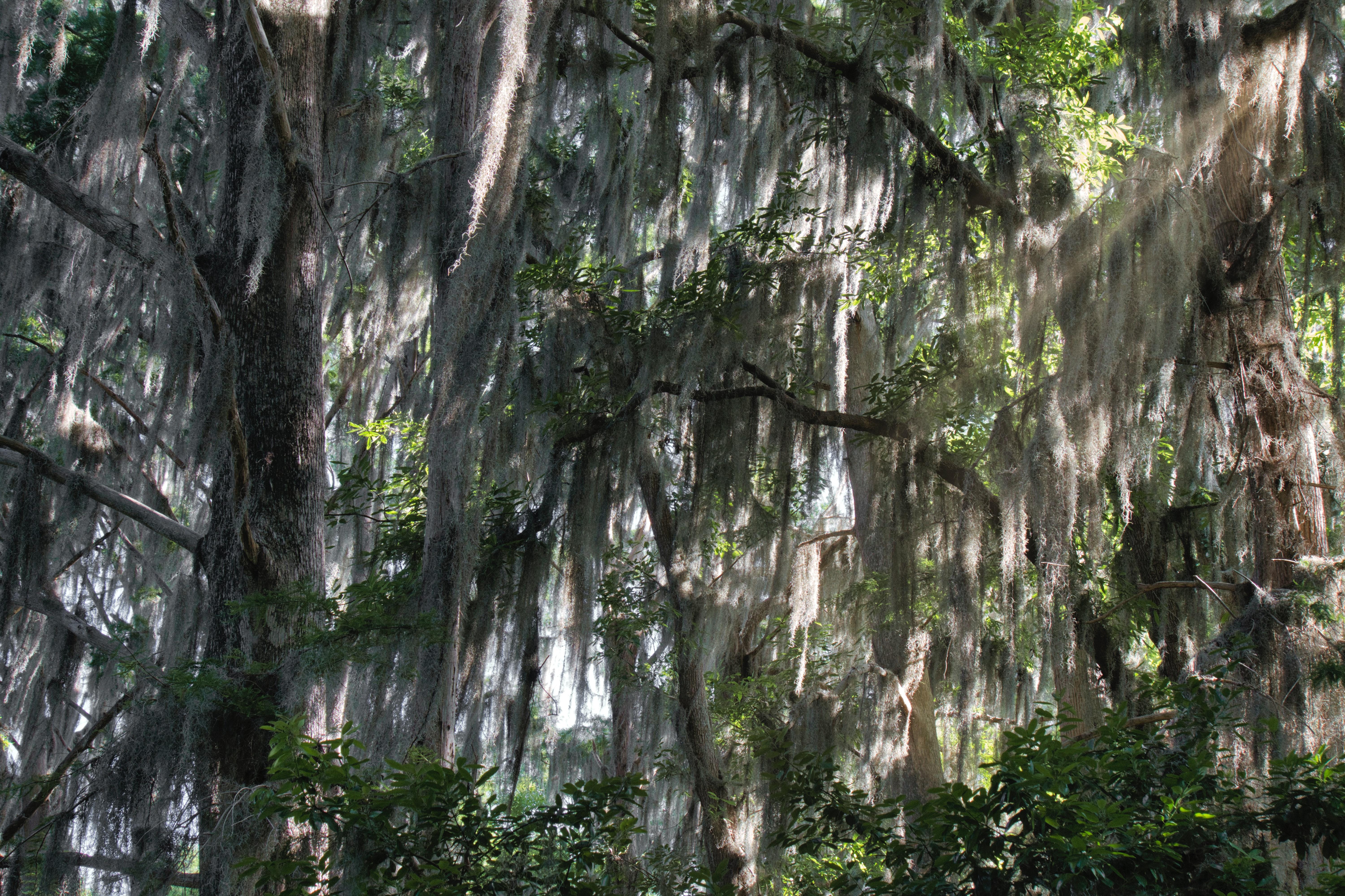 6000x4000 Spanish Moss Photo, Download The BEST Free Spanish Moss & HD Image