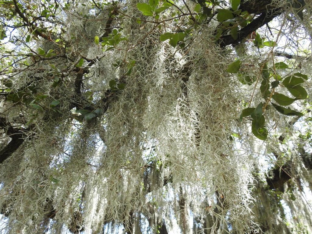 1024x768 Photos of Spanish Moss (Tillandsia usneoides) · iNaturalist