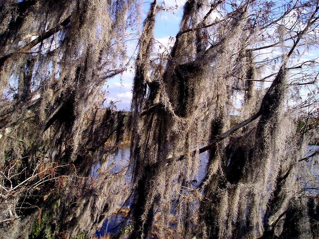 1024x768 Spanish Moss, Okefenokee Swamp. Spanish moss which is neit