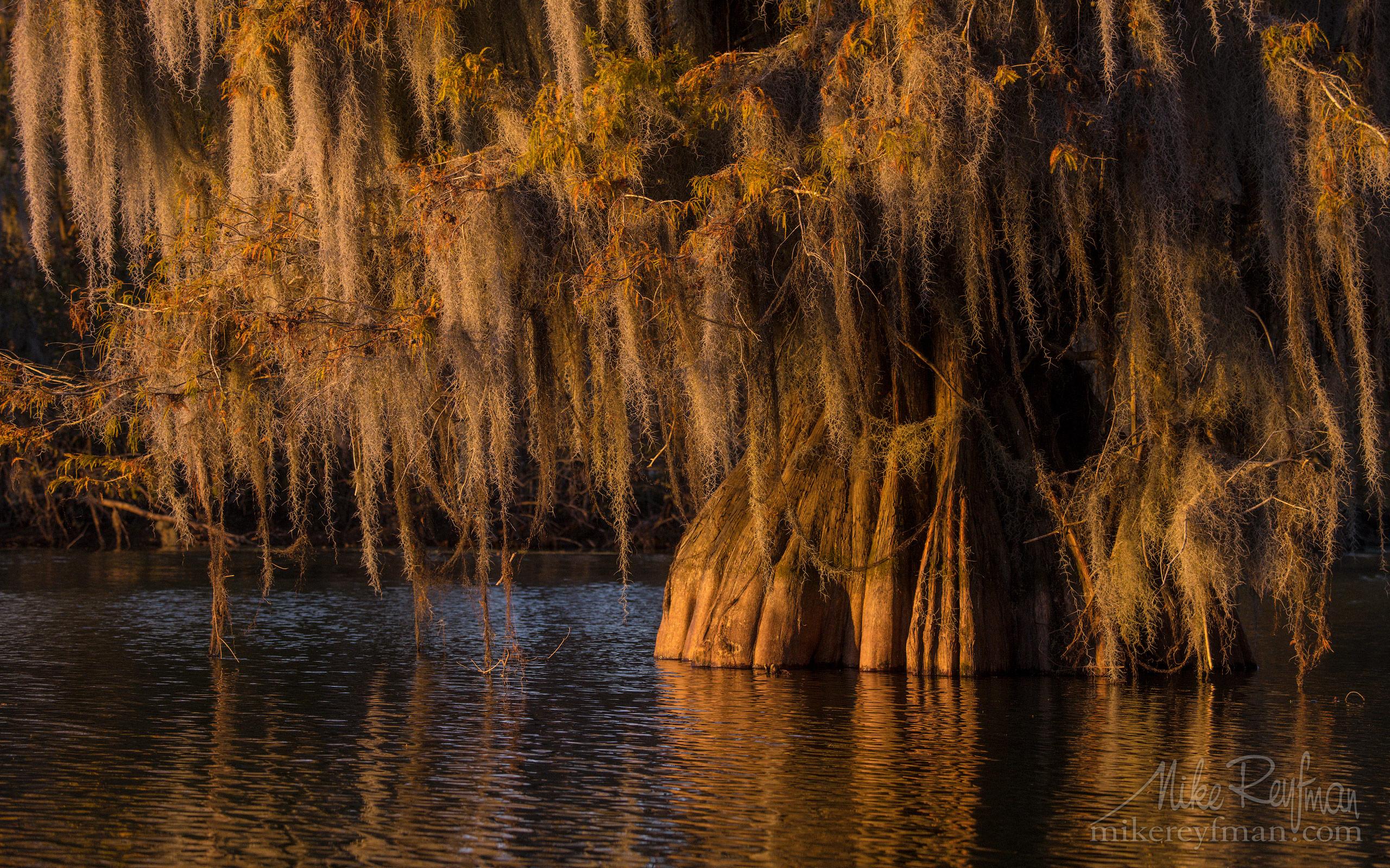 2560x1600 Spanish Moss On The Bald Cypress Trees. Lake Martin, Louisiana, US 024 LT1. Bold Cypress And Tupelo Trees In The Swamps Of Atchafalaya River Basin. Caddo, Martin And Fousse Lakes. Texas Louisiana, USA