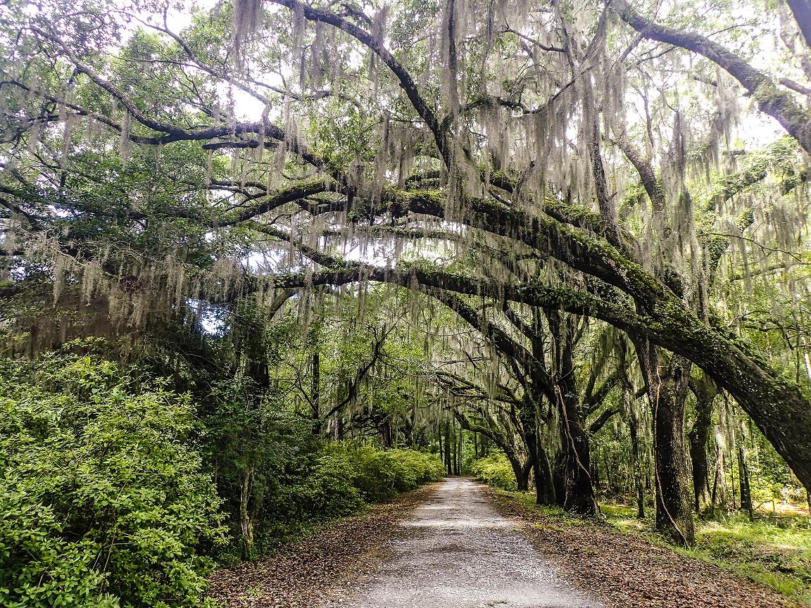 1152x864 Spanish Moss: Myths vs Facts