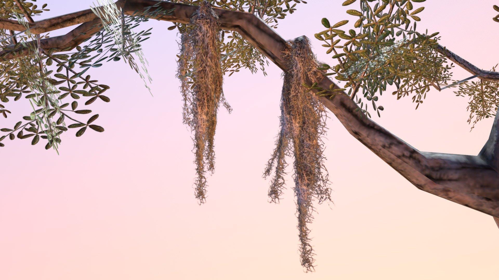 1920x1080 Spanish Moss (Tillandsia usneoides) model by Virtual UCF Arboretum [34a8d13]