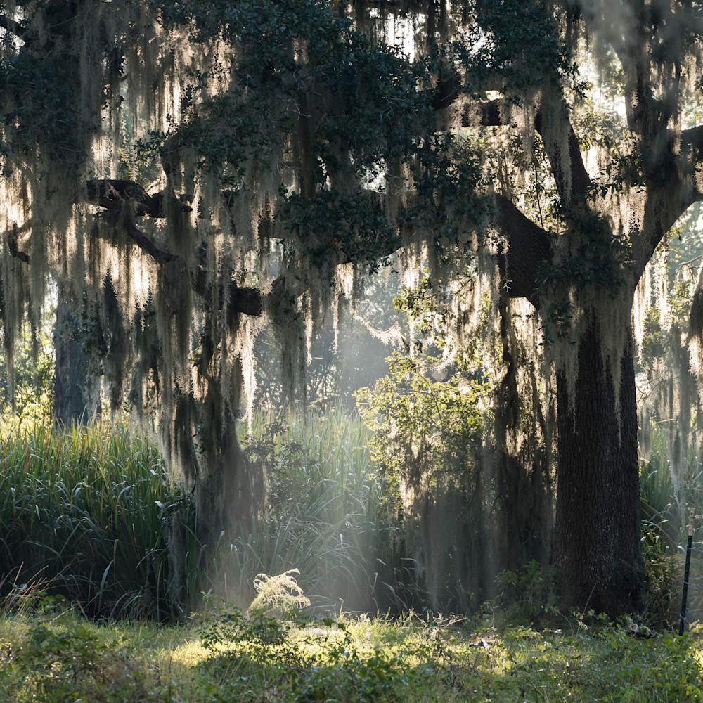 1000x1000 Live Oak Tree & Spanish Moss Sunrise Fog, Damon, Texas