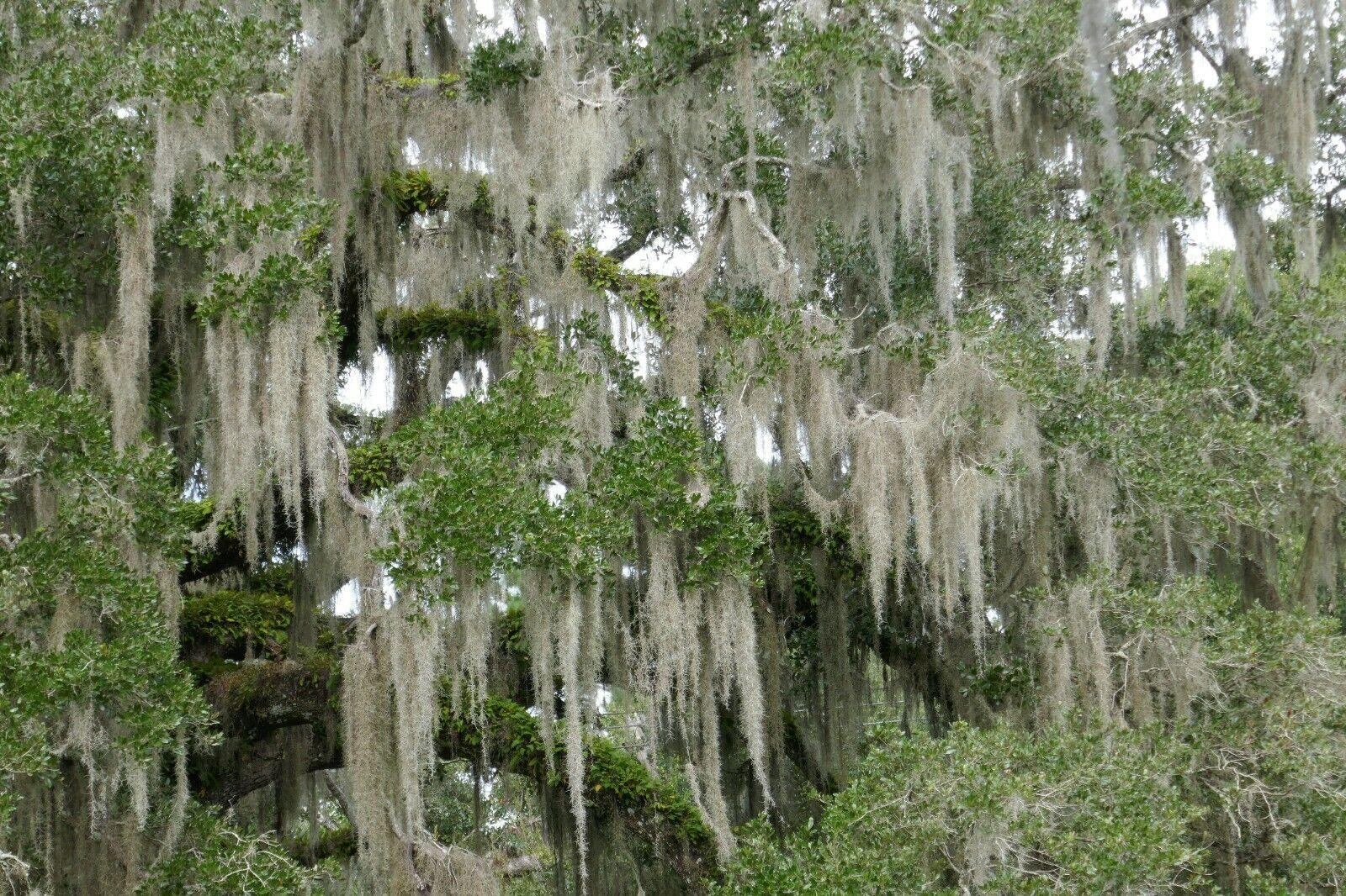 1600x1066 Spanish Moss (Tillandsia usneoides) ✤ Organic LIVE Air Plants ✤ 1 Gallon Bag