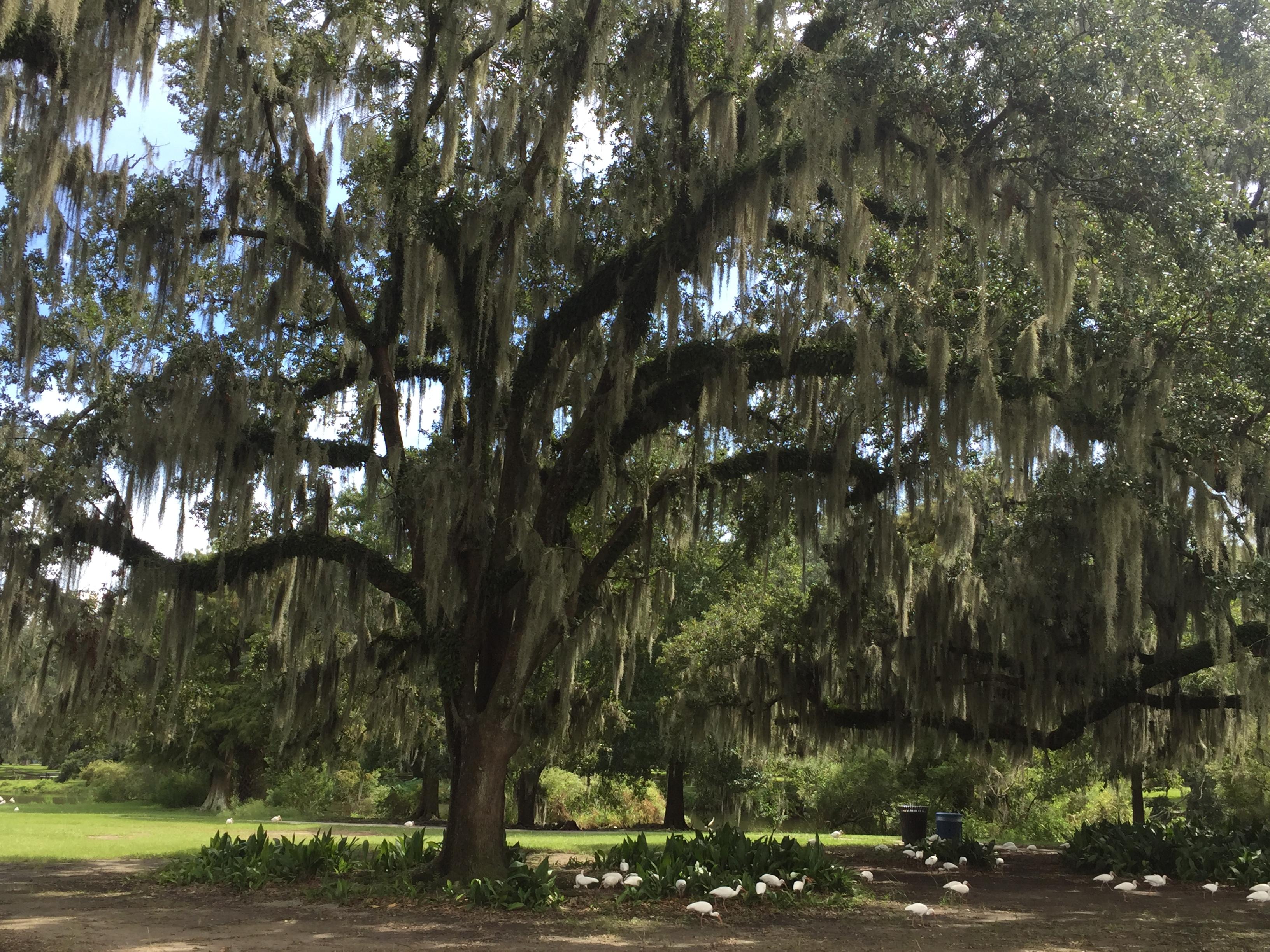 3264x2448 Spanish Moss Trees at New Orleans City