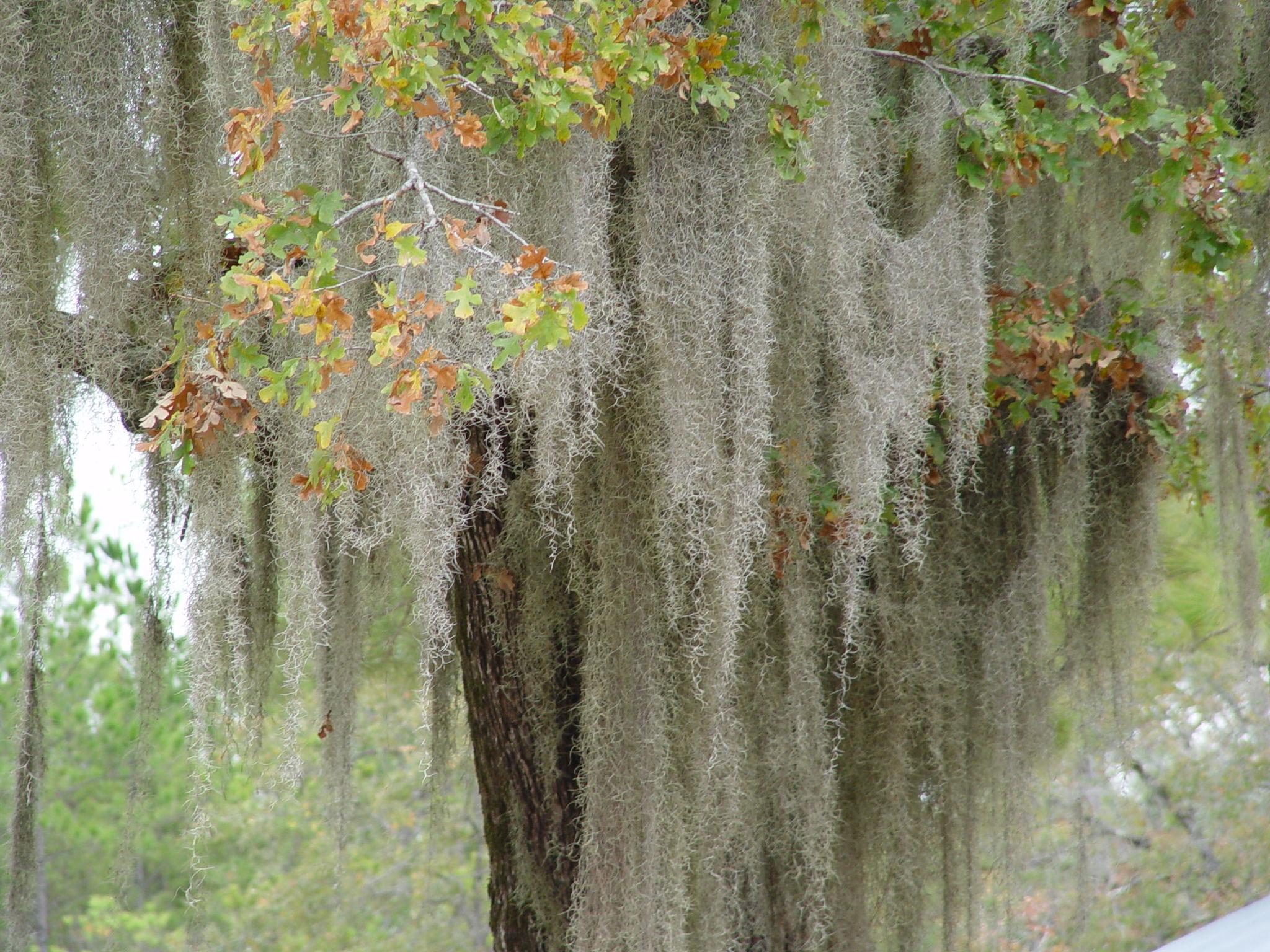 2048x1536 Photos of Spanish Moss (Tillandsia usneoides) · iNaturalist