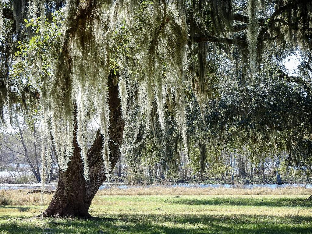 1024x768 Southern Live Oak and Spanish Moss. riparian woodlands of B