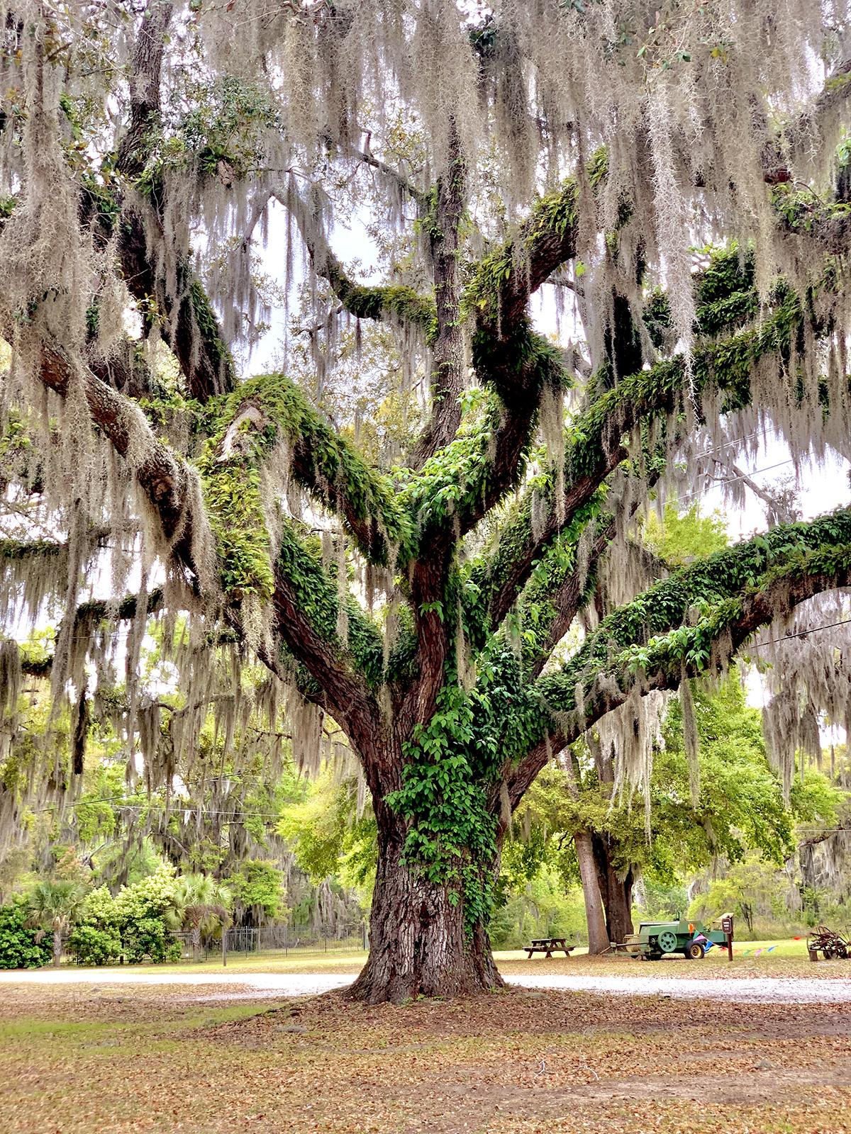 1200x1600 Amazing Things to Know About Spanish Moss Stay Play Beaufort