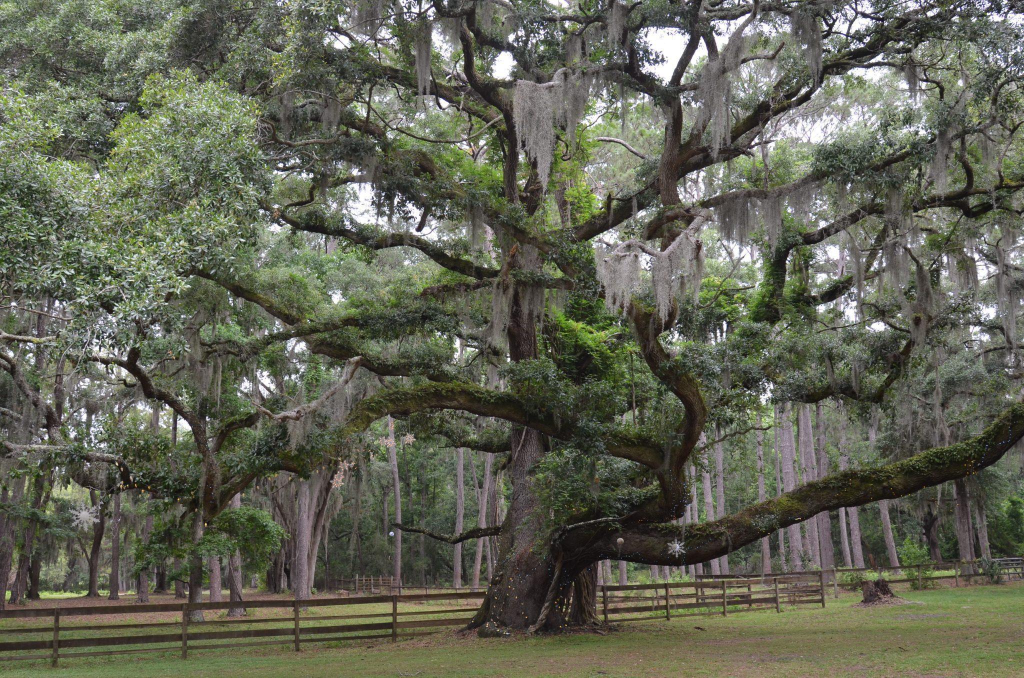 2048x1356 Spanish Moss: Myths vs Facts