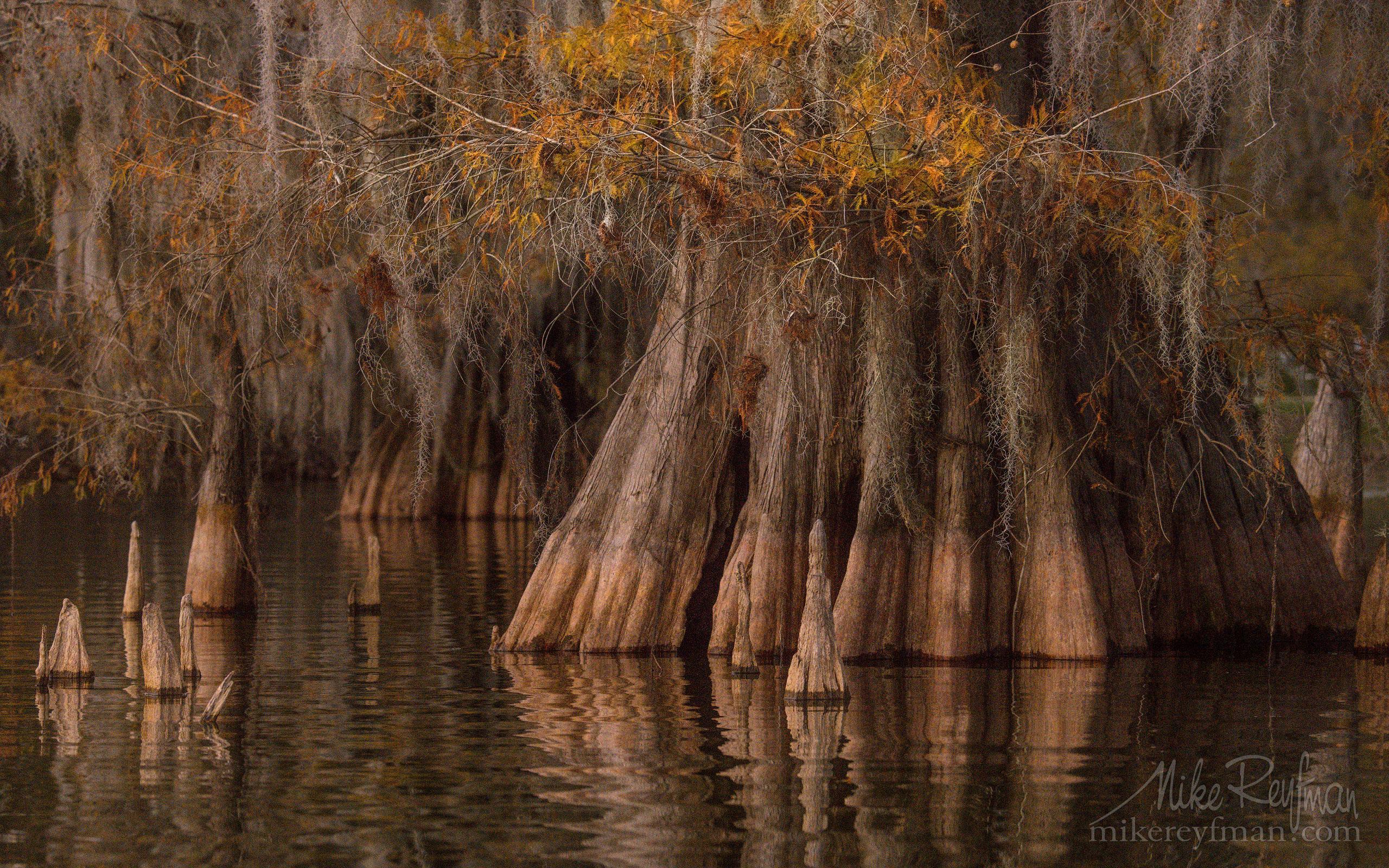 2560x1600 Spanish Moss On The Bald Cypress Trees. Lake Martin, Louisiana, US 023 LT1. Bold Cypress And Tupelo Trees In The Swamps Of Atchafalaya River Basin. Caddo, Martin And Fousse Lakes. Texas Louisiana, USA