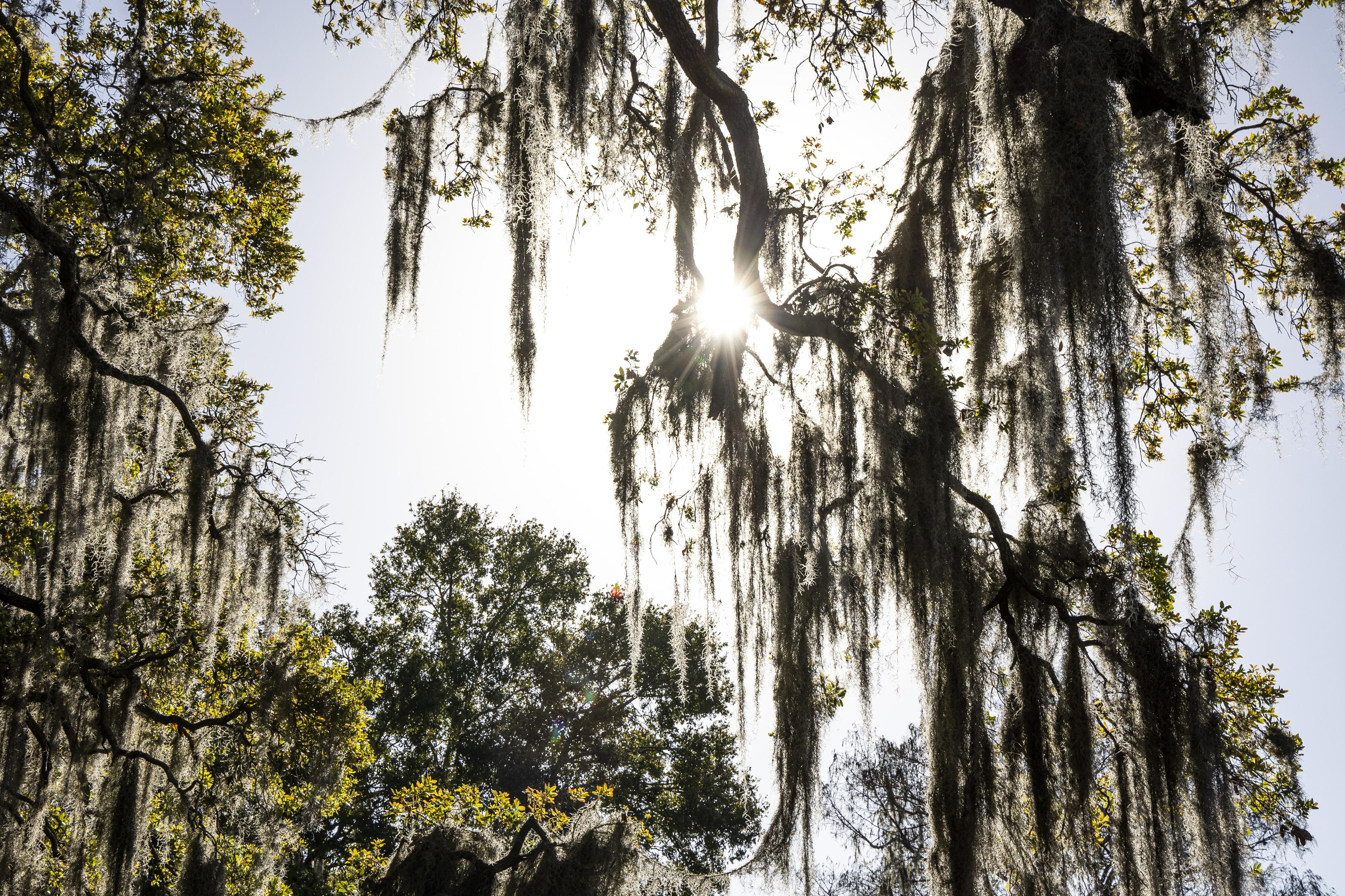 3500x2333 What is Spanish moss, and how did it earn its name?