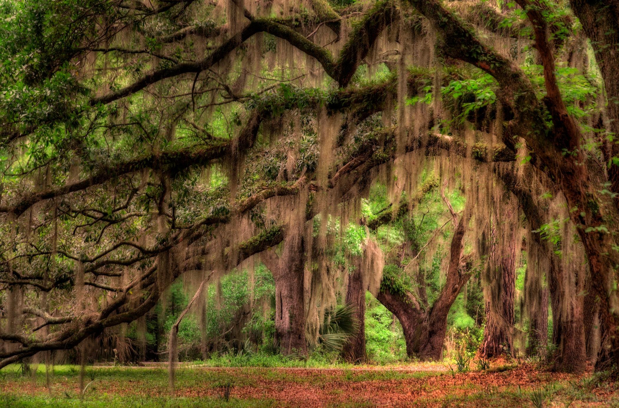 2100x1385 Photograph of a Live Oak Tree in the Low Country of South