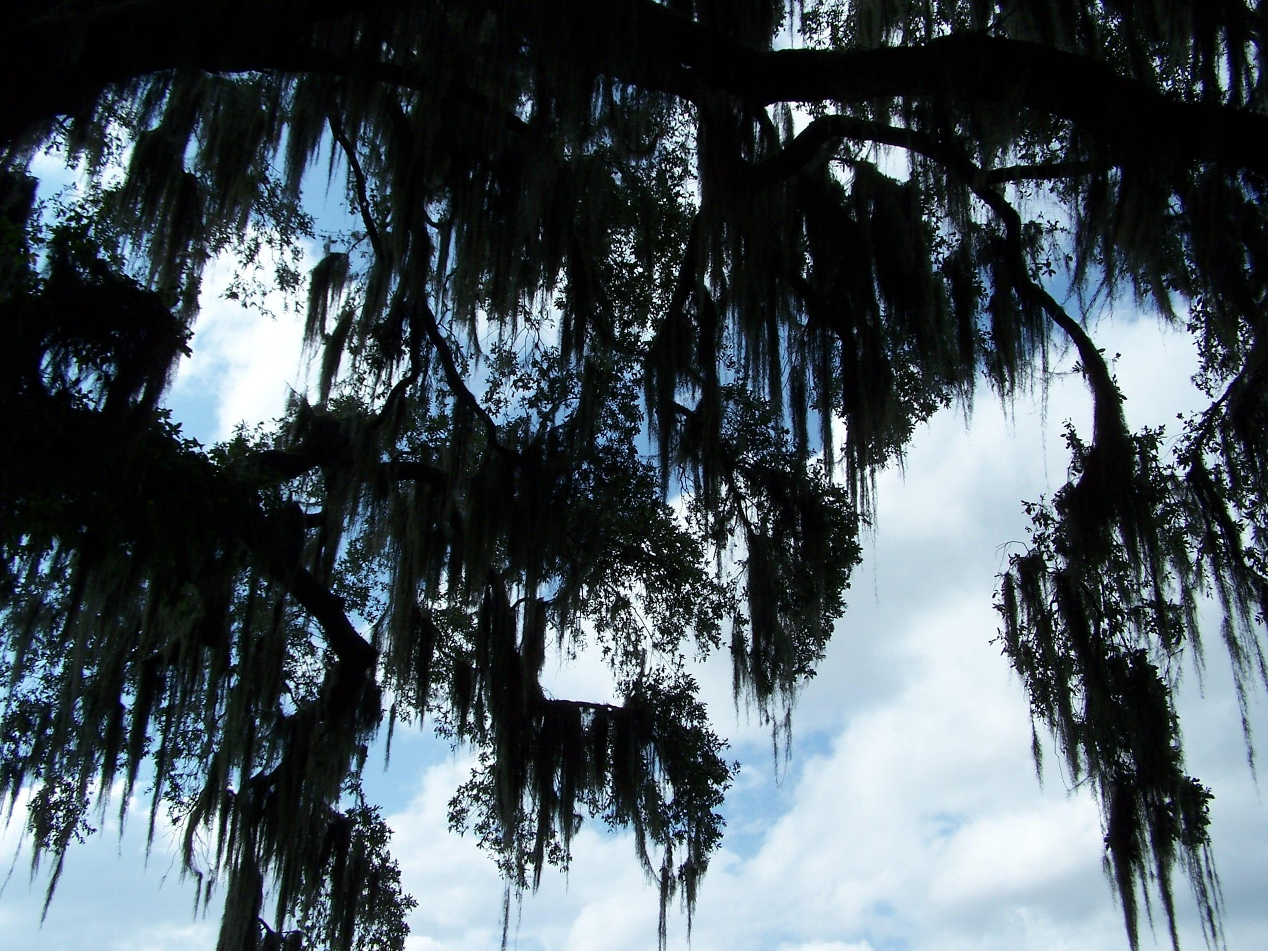 2576x1932 Wallpaper / growth, outdoors, plant, woodland, beauty in nature, branch, idyllic, branches, trunk, tree trunk, 2K, environment, Silhouette, Spanish Moss, scenics free download