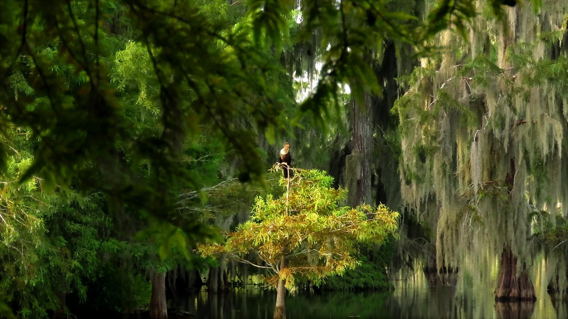 1920x1080 Anhinga, Spanish Moss, Cypress Trees
