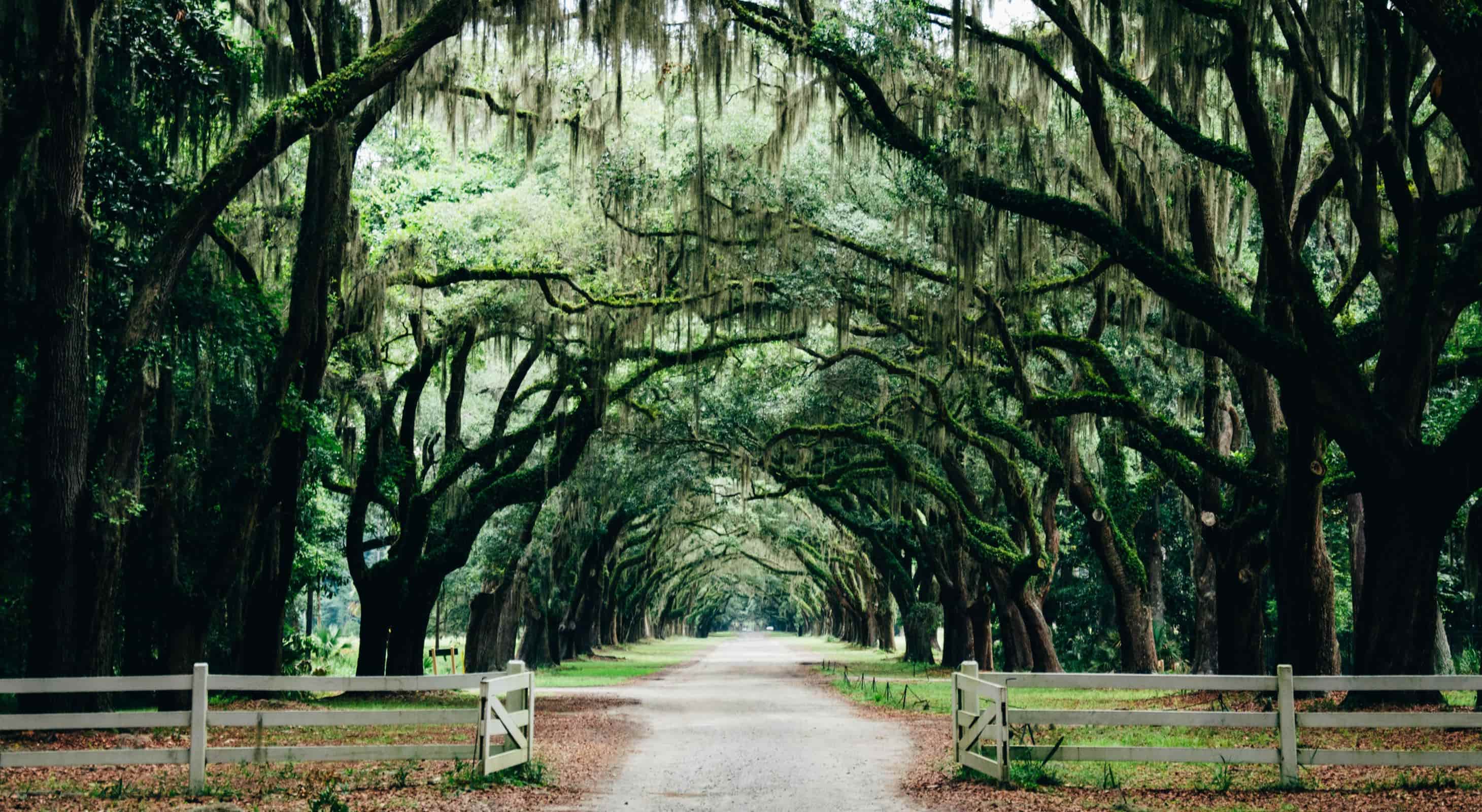 2920x1600 The Best Places to Spot the Famous Savannah, GA, Oak Trees