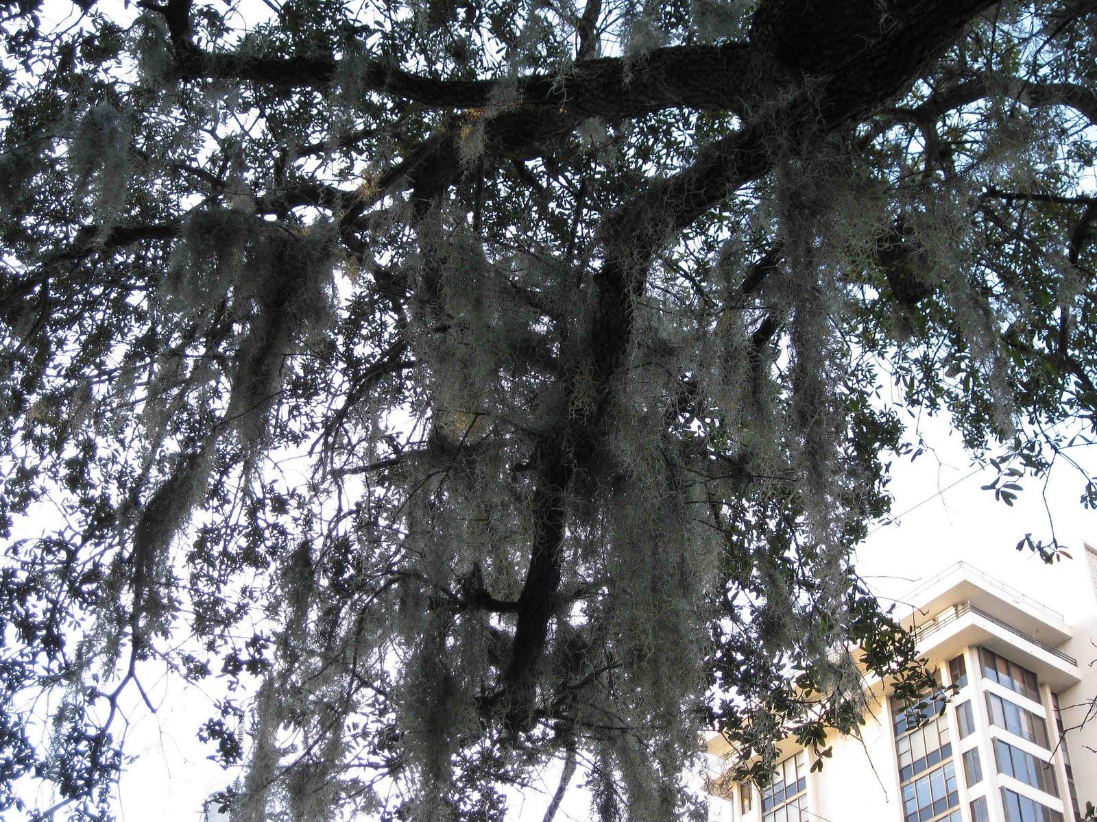 1600x1200 The Daily Apple: Apple : Spanish Moss