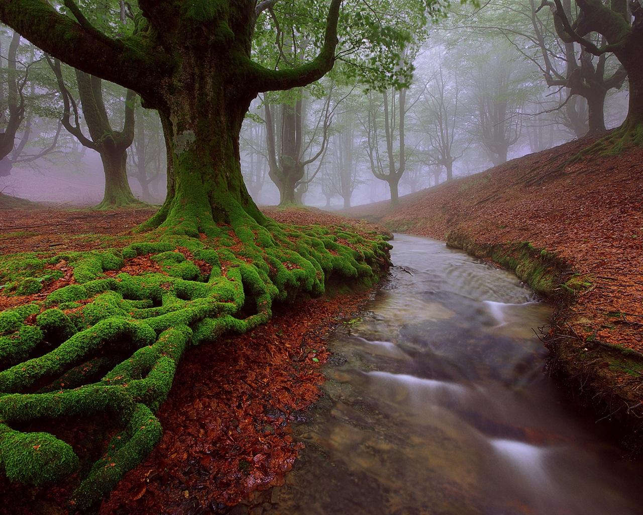 1280x1024 Wallpaper Spain, Basque country, trees, moss, stream, summer 1920x1200 HD Picture, Image