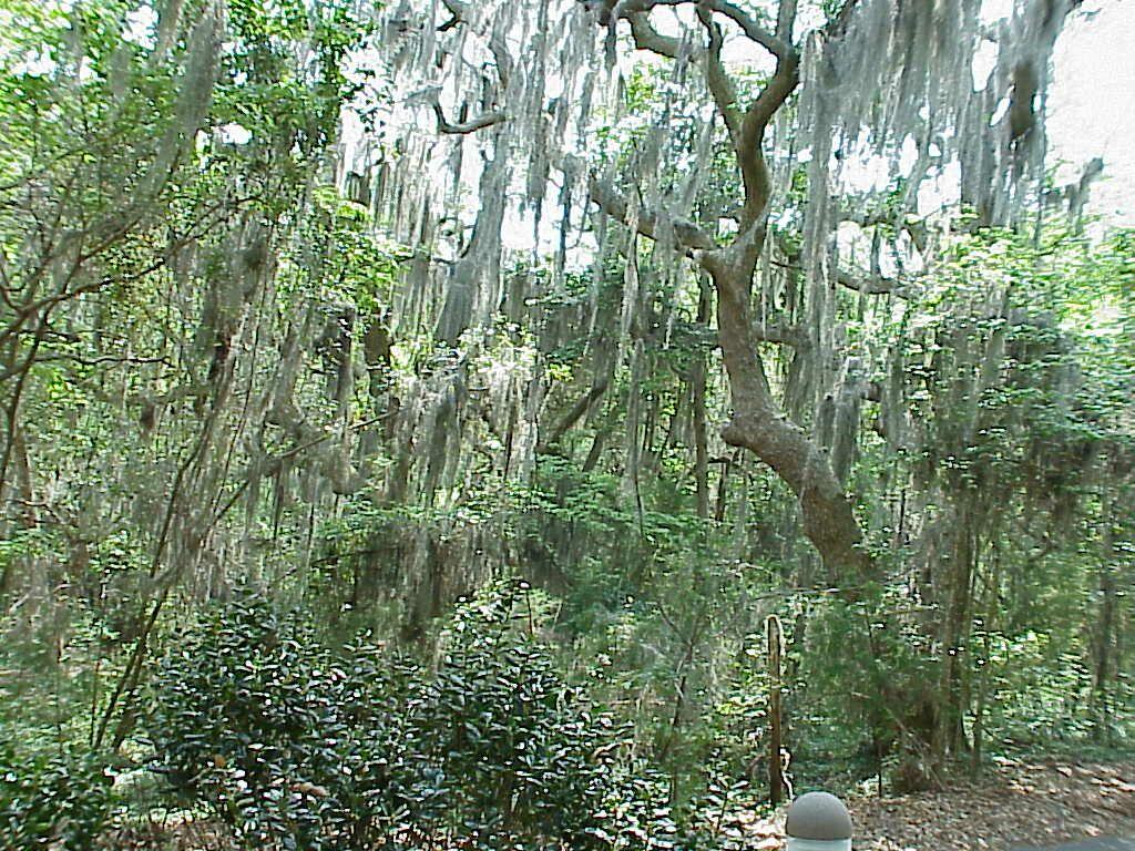 1024x768 Spanish Moss