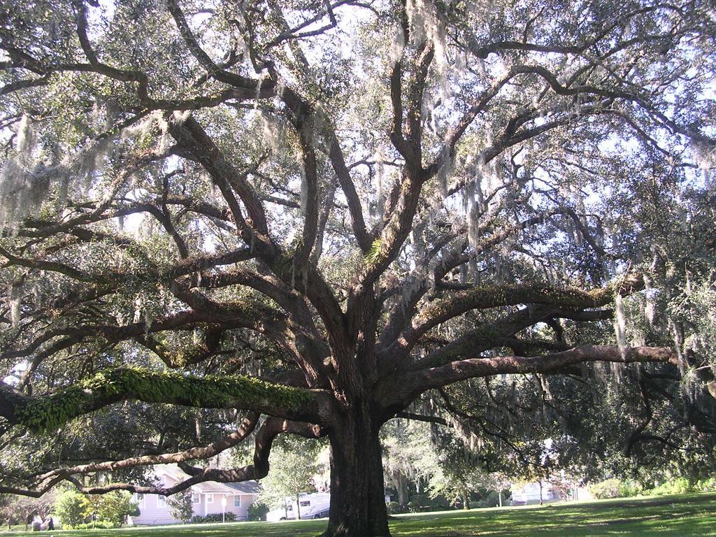 1024x768 Spanish Moss