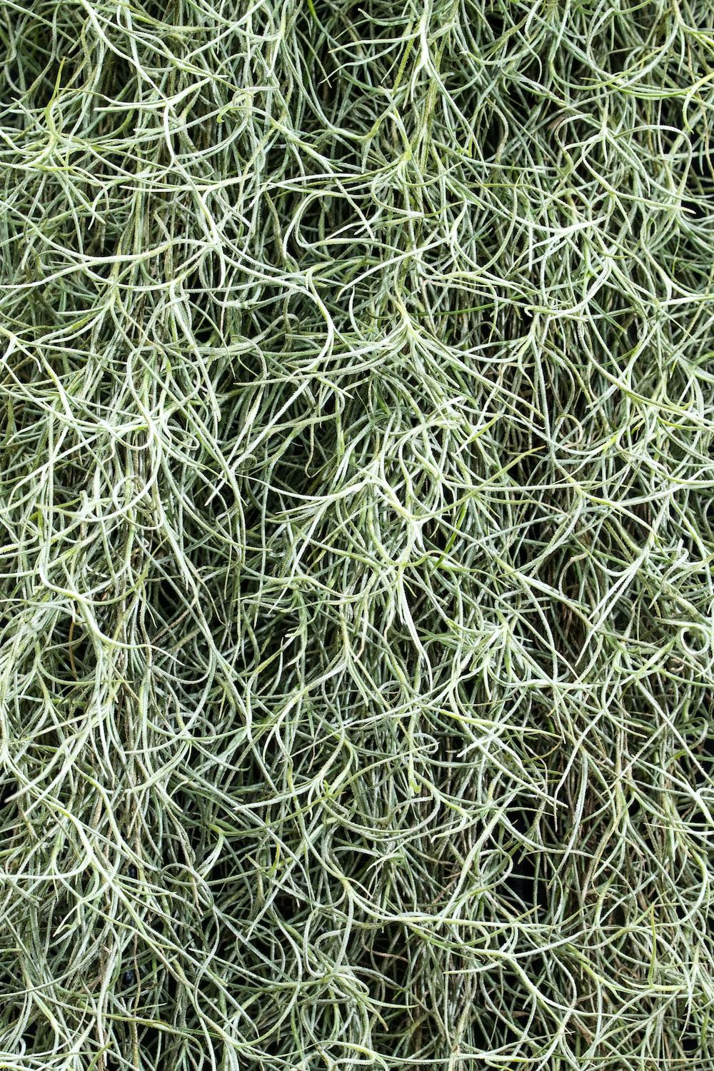 1000x1500 Spanish Moss Picture. Download Free Image