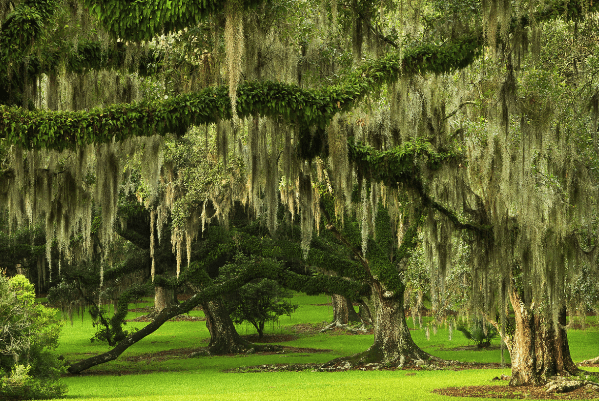 1200x804 Spanish Moss or Tillandsia usneoides