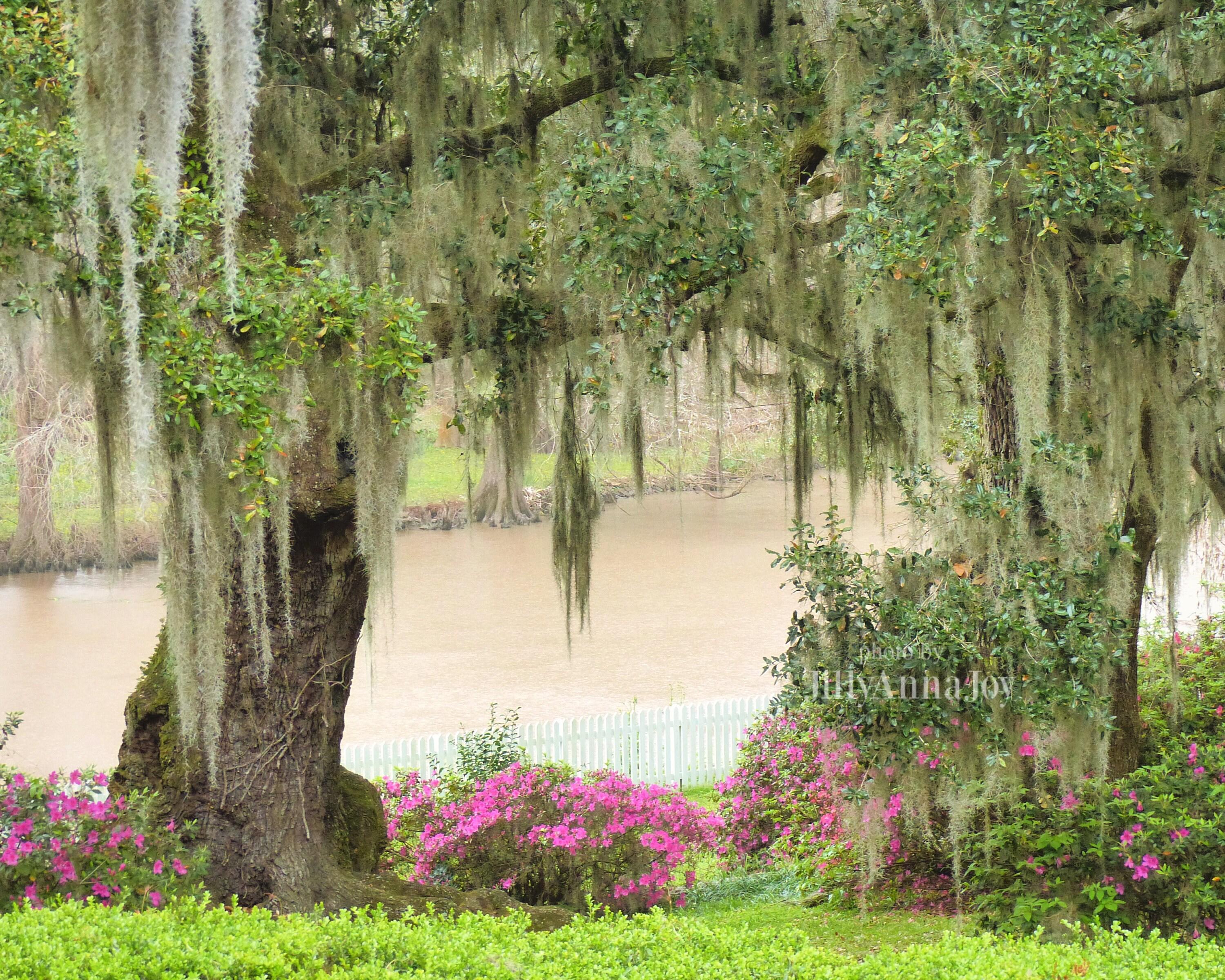 3000x2400 Buy Spanish Moss Live Oak Deep South Louisiana Bayou Teche Online in India