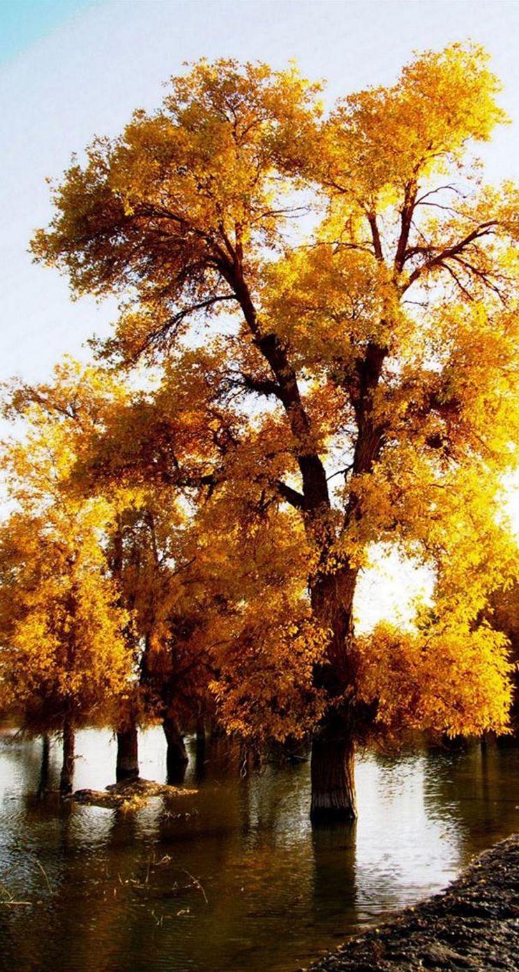 744x1392 Awesome Autumn Wallpaper For Your iPhone HD