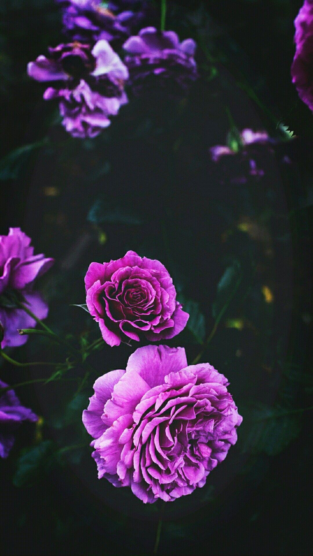 Purple Rose iPhone Wallpapers Top Free Purple Rose iPhone Backgrounds