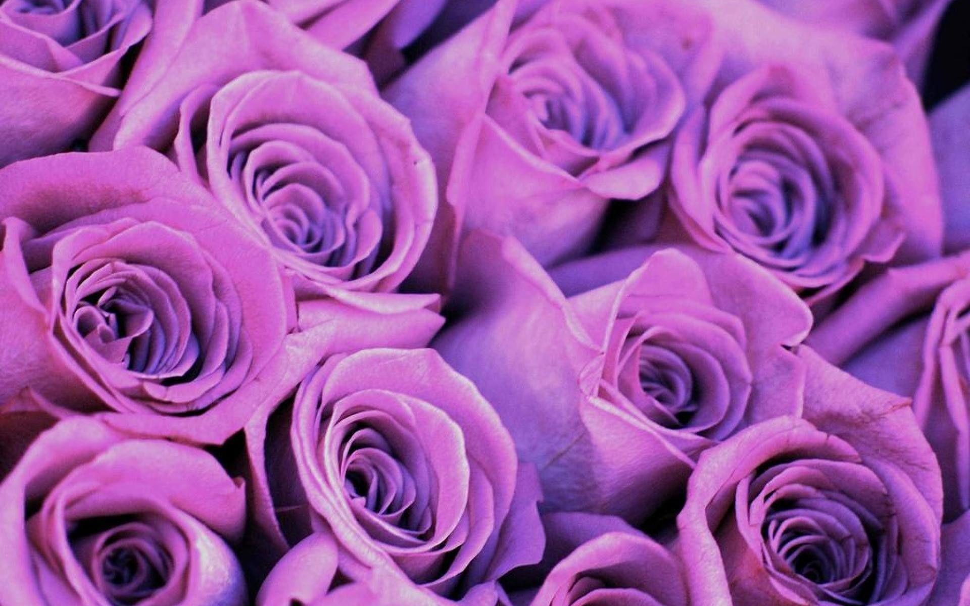 Purple Rose iPhone Wallpapers - Top Free Purple Rose iPhone Backgrounds ...