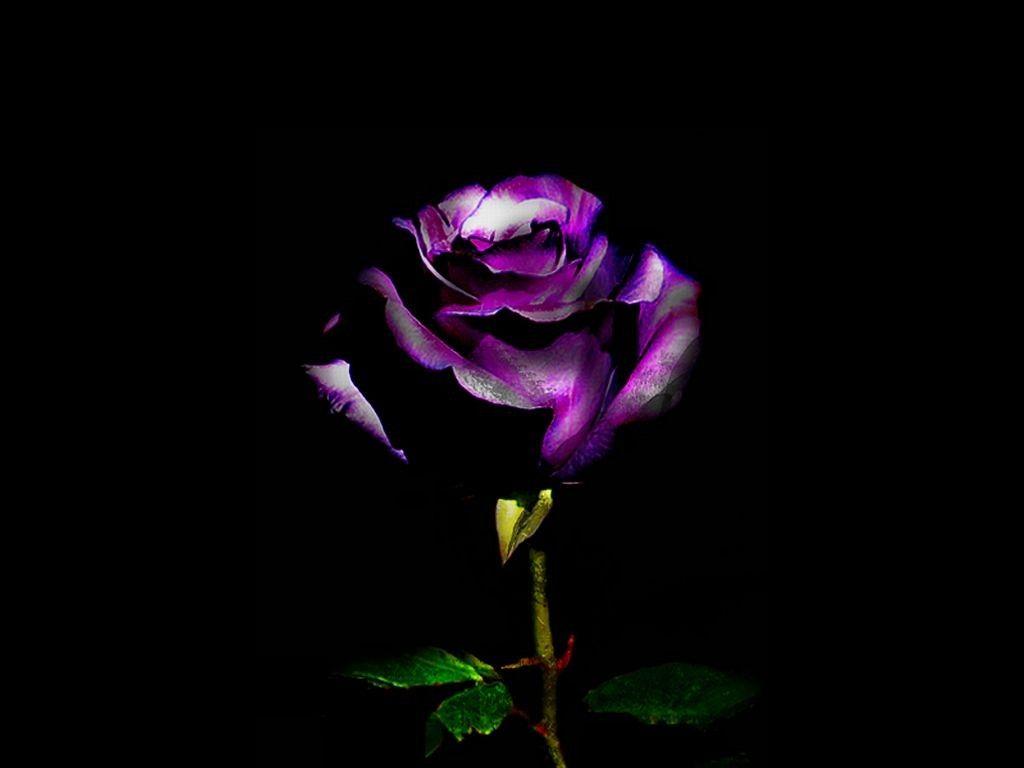 Purple Rose iPhone Wallpapers Top Free Purple Rose iPhone Backgrounds